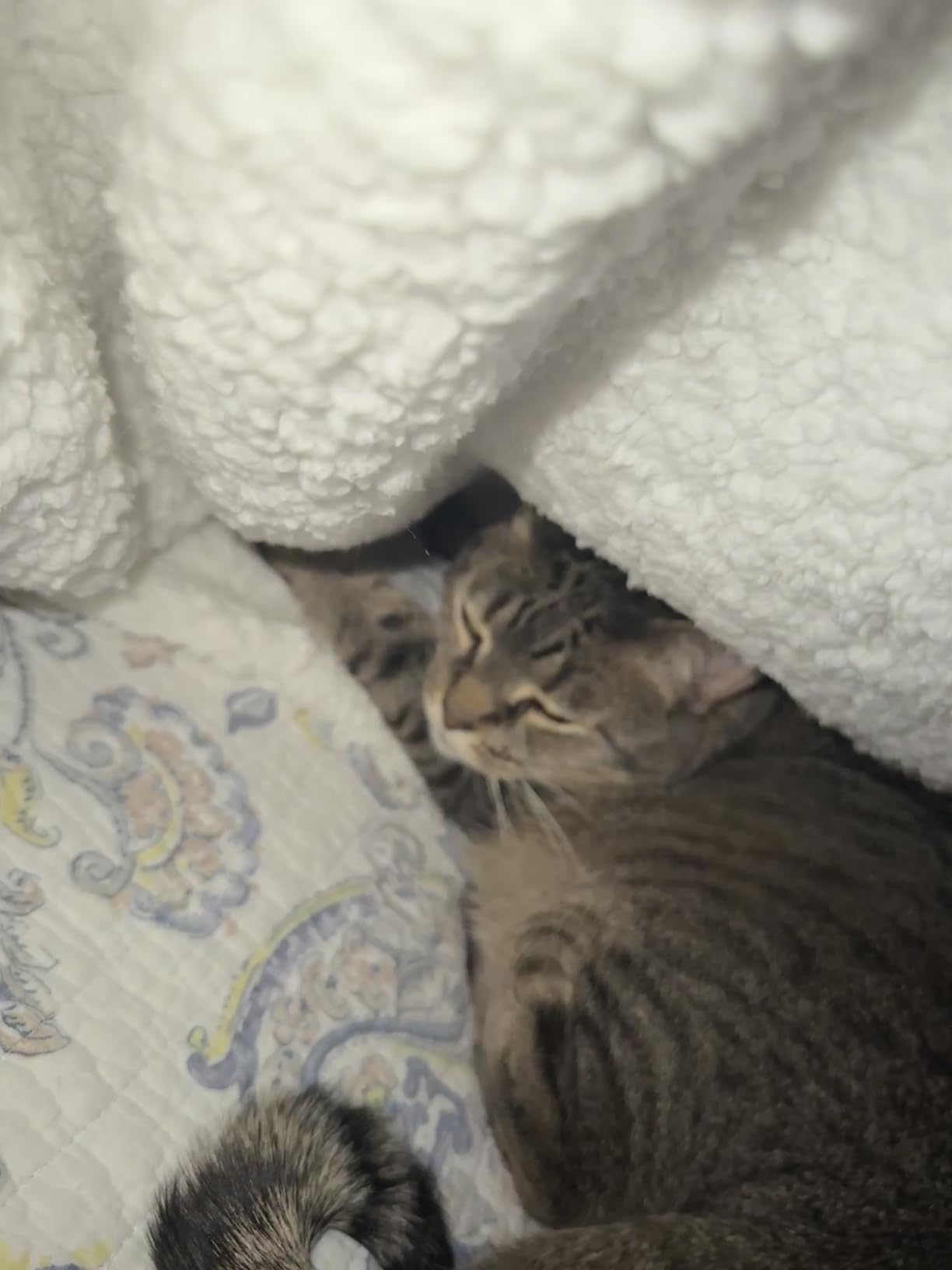 Bedsure Sherpa Throw Blanket for Couch - Super Soft, Cozy Fleece Thick Warm Blanket for Winter, GentleSoft Plush & Fluffy Christmas Throw Gift for Women, Room Decor, Beige, 50x60 Inches - Customer Photo 3