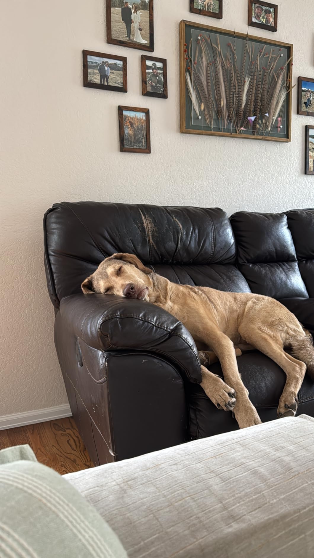 SONGMICS Picture Frames, Collage Picture Frames Set of 10, Two 8x10, Four 5x7, Four 4x6, Photo Frame for Wall Gallery Decor, Table Display, Glass, Maroon Brown, Heather Greige, Ash Black - Customer Photo 3