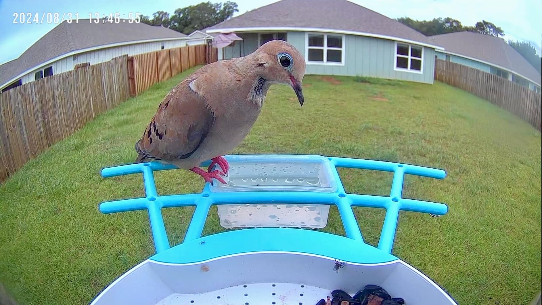 Aomeisi A6 AI Feeder with 2K Solar Camera Squirrel Feeder Identify Hummingbird attractant Motion Detection Two Way Audio SD Slot Gift for Bird Photography Bird Lover - Customer Photo 3