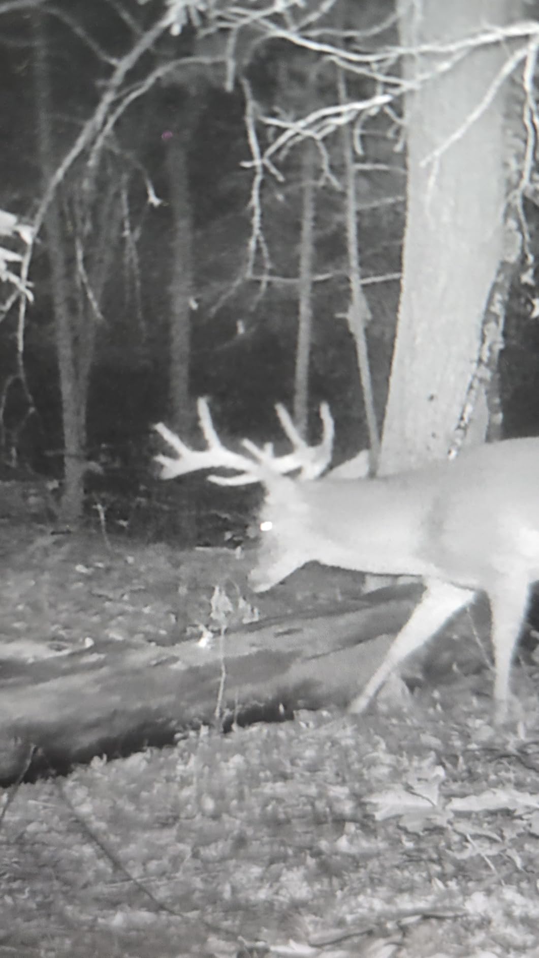 GardePro A50 Trail Camera, 4K 64MP, New-Gen Image Technology, Ultra-Low Light Sensitivity Sensor, Night Vision, Motion Activated - Customer Photo 1