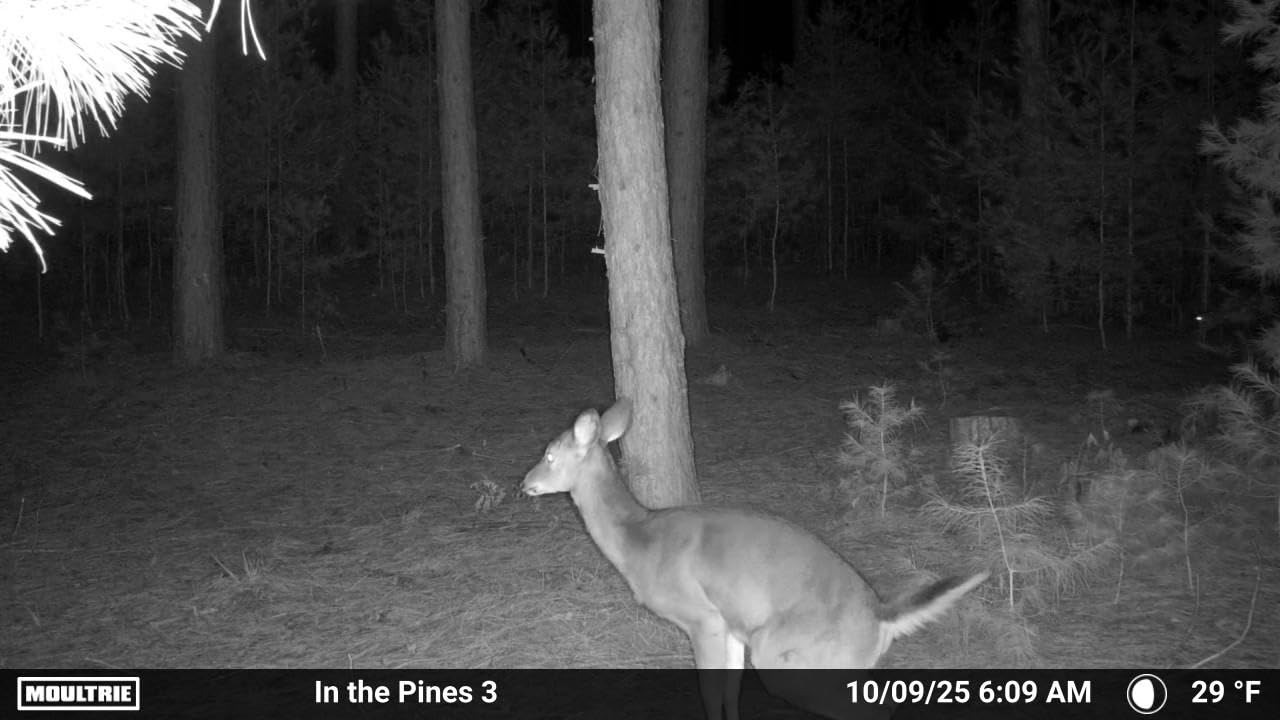 Moultrie Edge 2 Cellular Trail Camera - Auto Connect Nationwide 4G LTE - On Demand 36MP Photo - 1080P Video with HD Audio - 100 Ft Detection Range - Low Glow Flash - Customer Photo 1