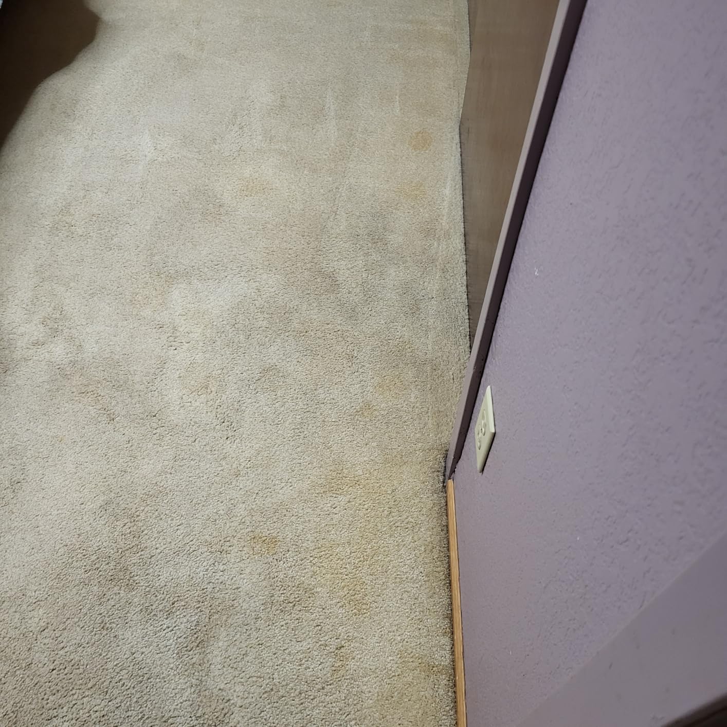 BISSELL TurboClean PET, Upright Carpet & Upholstery Cleaner, 3948 - Customer Photo 2