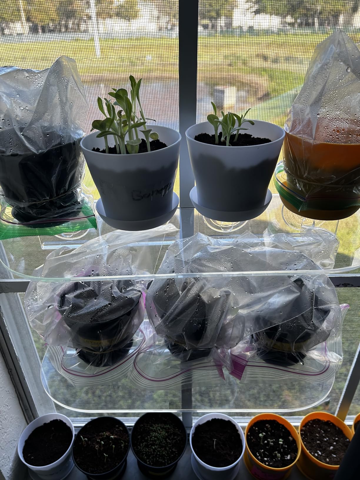 HOME GROWN Bonsai Tree Kit – 6 Heirloom Varieties with Unique Pots – DIY Bonsai Starter Kit for Adults & Beginners – Christmas Gift for Men Women Gardeners Plant Lovers – Indoor Growing Kit - Customer Photo 2