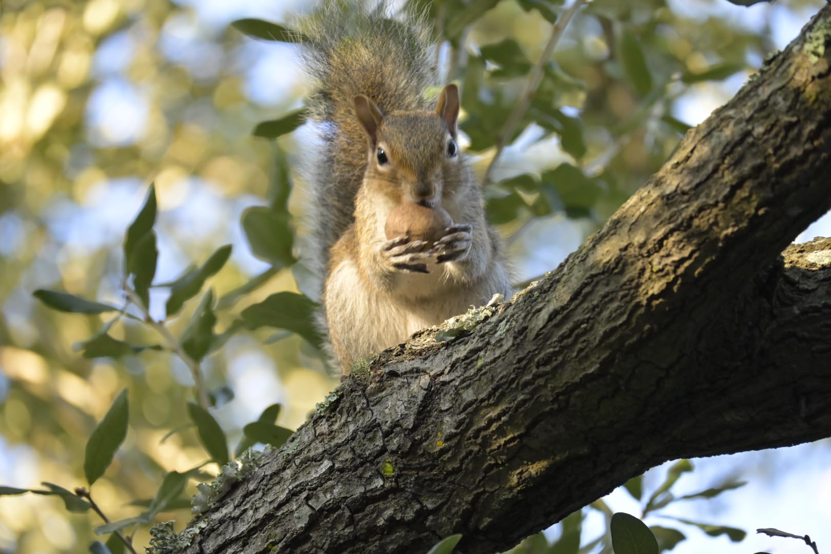 Nikon Z50 II | Compact mirrorless Stills/Video Camera with Easy Color presets and Wireless Photo Sharing | Nikon USA Model - Customer Photo 1