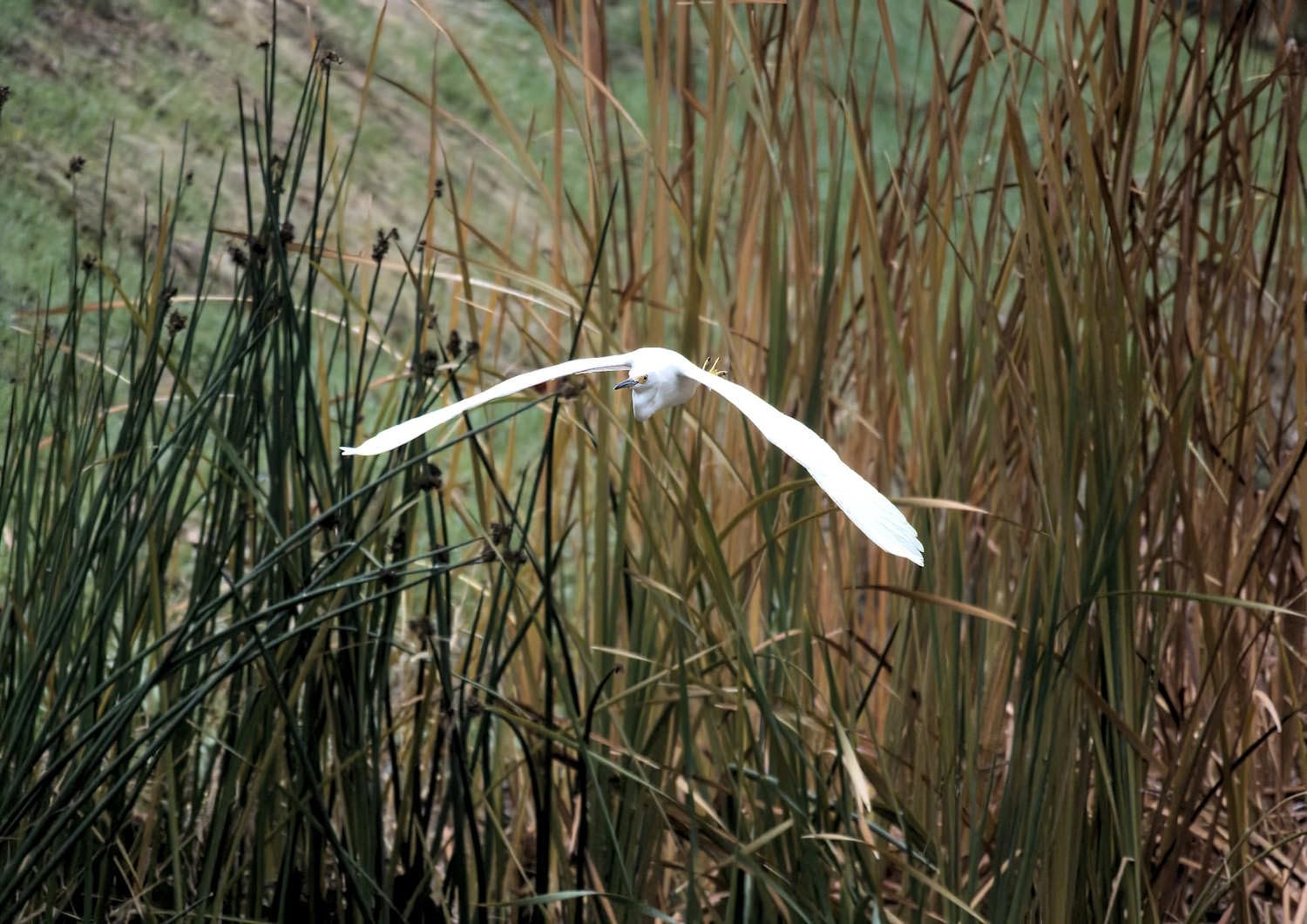 Nikon Z50 II | Compact mirrorless Stills/Video Camera with Easy Color presets and Wireless Photo Sharing | Nikon USA Model - Customer Photo 2