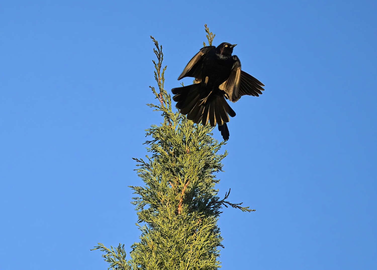 Nikon Z50 II | Compact mirrorless Stills/Video Camera with Easy Color presets and Wireless Photo Sharing | Nikon USA Model - Customer Photo 3