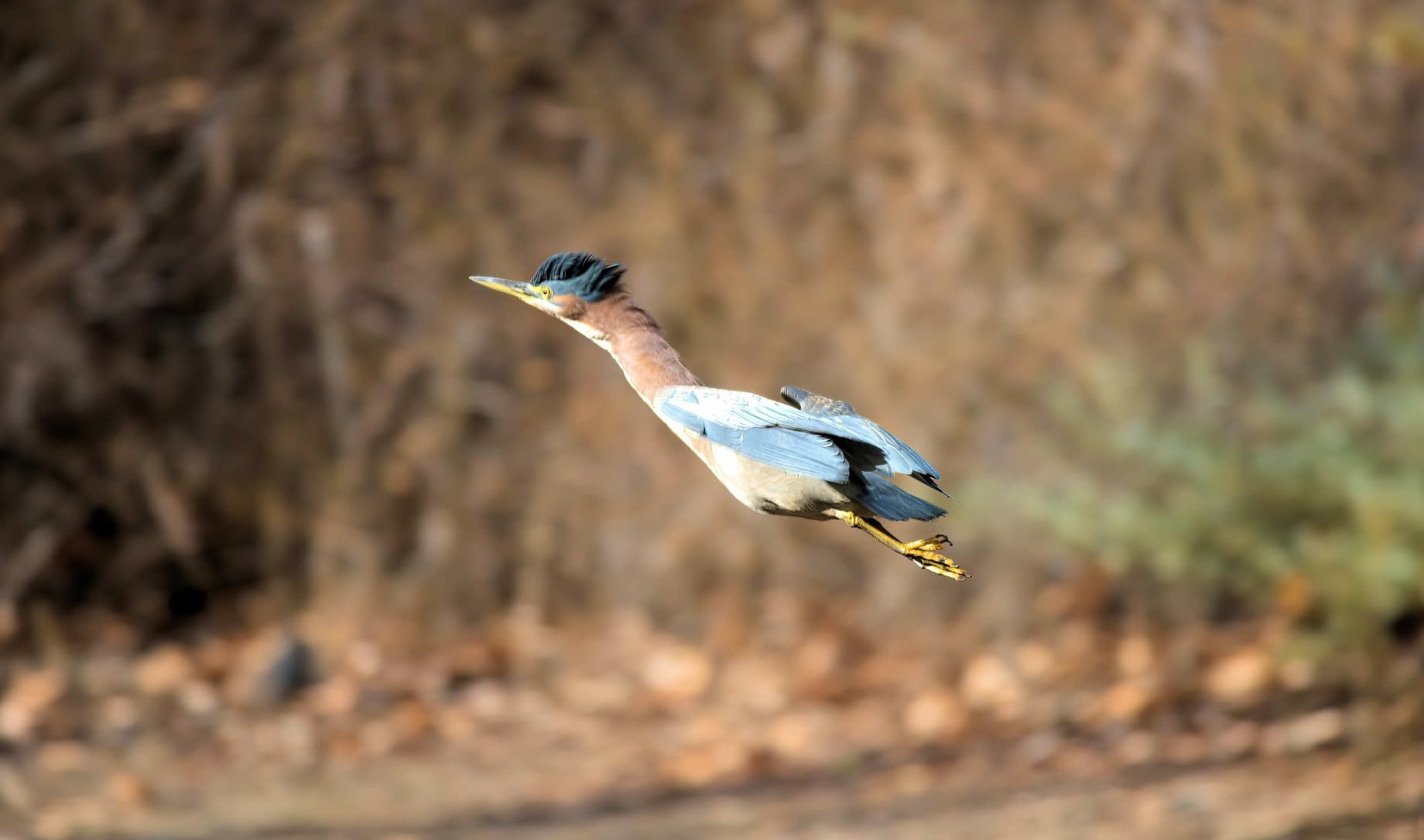 Nikon Z50 II with Two Lenses | Compact mirrorless Stills/Video Camera with Easy Color presets and Wireless Photo Sharing | Nikon USA Model - Customer Photo 5