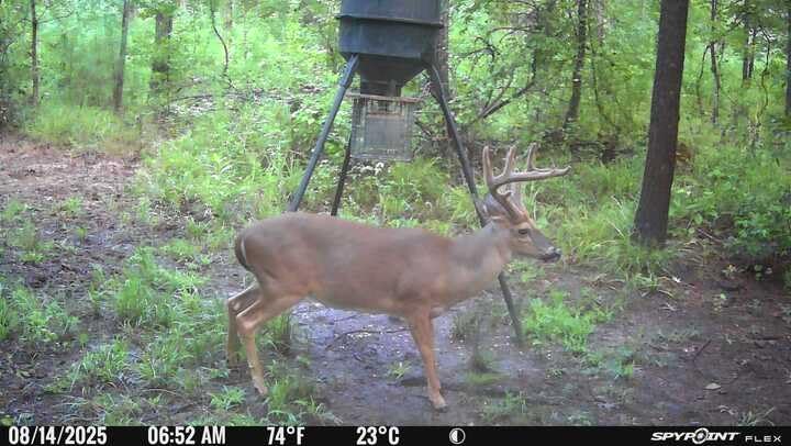 SPYPOINT Flex-Dark Twin Starter Pack with 2 SD Card - Cellular Trail Camera, 40MP Photos, 1080p Video + Sound, No-Glow Game Camera, Hunting Night Vision, Motion Activated,100ft Detection - Customer Photo 3