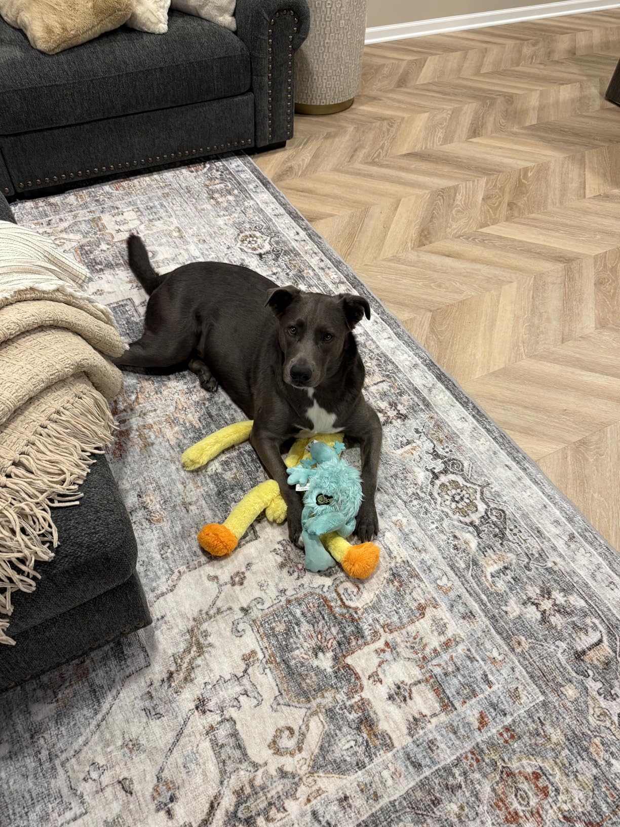 AMOAMI-Area Rug 5X7 Rugs for Living Room-Vintage Soft Black Rugs for Bedroom-Non Slip Carpet-Machine Washable Rug for Dining Room Living Room Bedroom Office Under Table Dark Grey & Black - Customer Photo 2