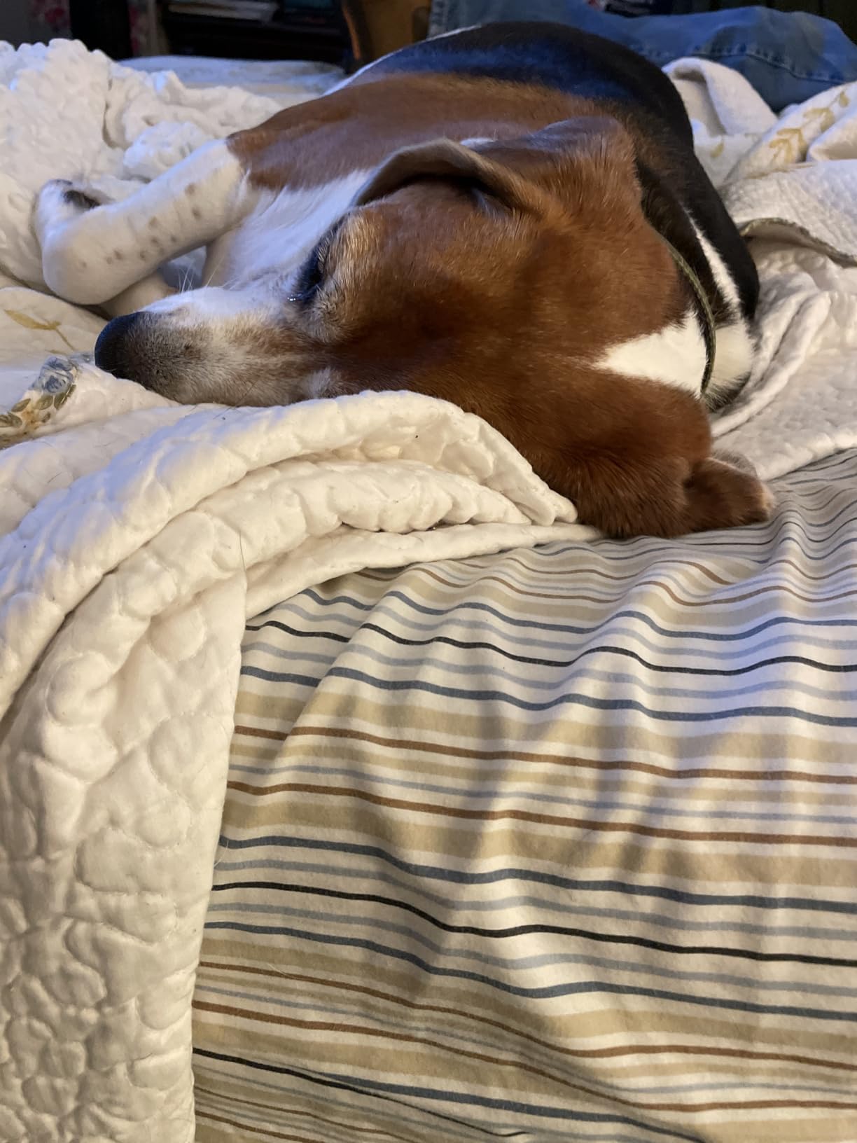 Dreo Tower Fan for Bedroom, 90° Oscillating Standing Fans for Room with 4 Speeds, 3 Modes, 28dB Quiet for Sleep, 25ft/s Velocity, 8H Timer, Remote, Living Room, Office, Home, Black, TF117 Customer Review Dreo Tower Fan for Bedroom, 90° Oscillating Standing Fans for Room with 4 Speeds, 3 Modes, 28dB Quiet for Sleep, 25ft/s Velocity, 8H Timer, Remote, Living Room, Office, Home, Black, TF117 - Customer Photo 1