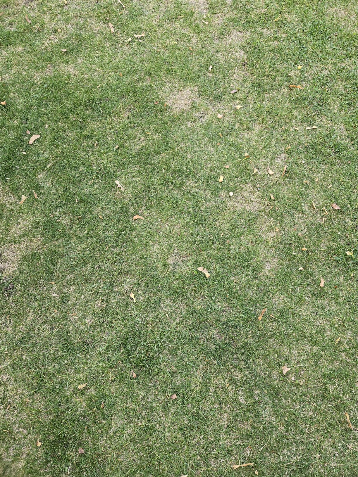 Self-Propelled Gas Lawn Mower, 170cc OHV Engine with High-Velocity Cooling, 21 Self-Propelled Gas Lawn Mower, 170cc OHV Engine with High-Velocity Cooling, 21