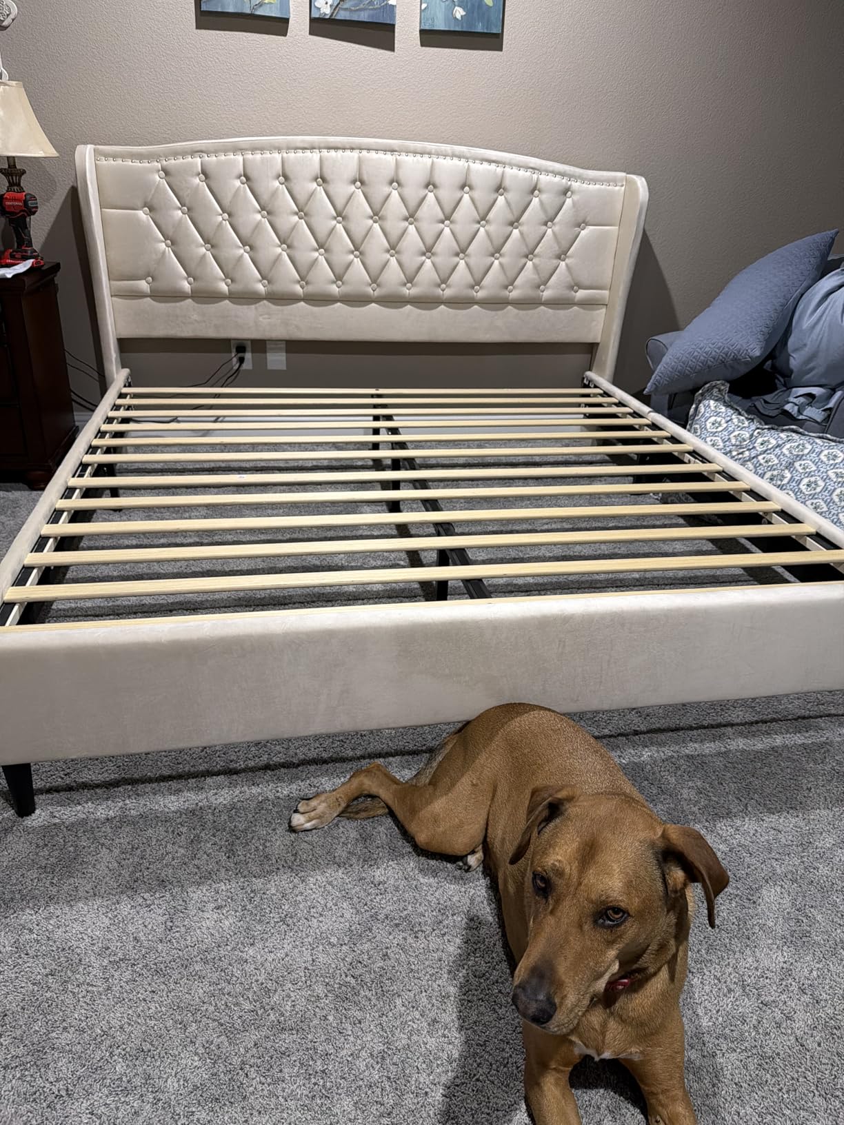 Belffin Queen Bed Frame with Headboard, Luxury Upholstered Velvet Platform Bed with Wingback, Button Tufted & Nailhead Trim, Anti-Slide Tall Footboard, No Box Spring Needed, Noise-Free, Black - Customer Photo 2