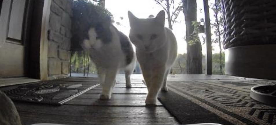 Yakry Automatic Cat Feeder with Camera - 5G WiFi Easy Setup App Control Cat Dry Food Dispenser with Stainless Steel Bowl, 17 Cups, HD 1080P Video with Night Vision for Small Pets Indoor - Customer Photo 5