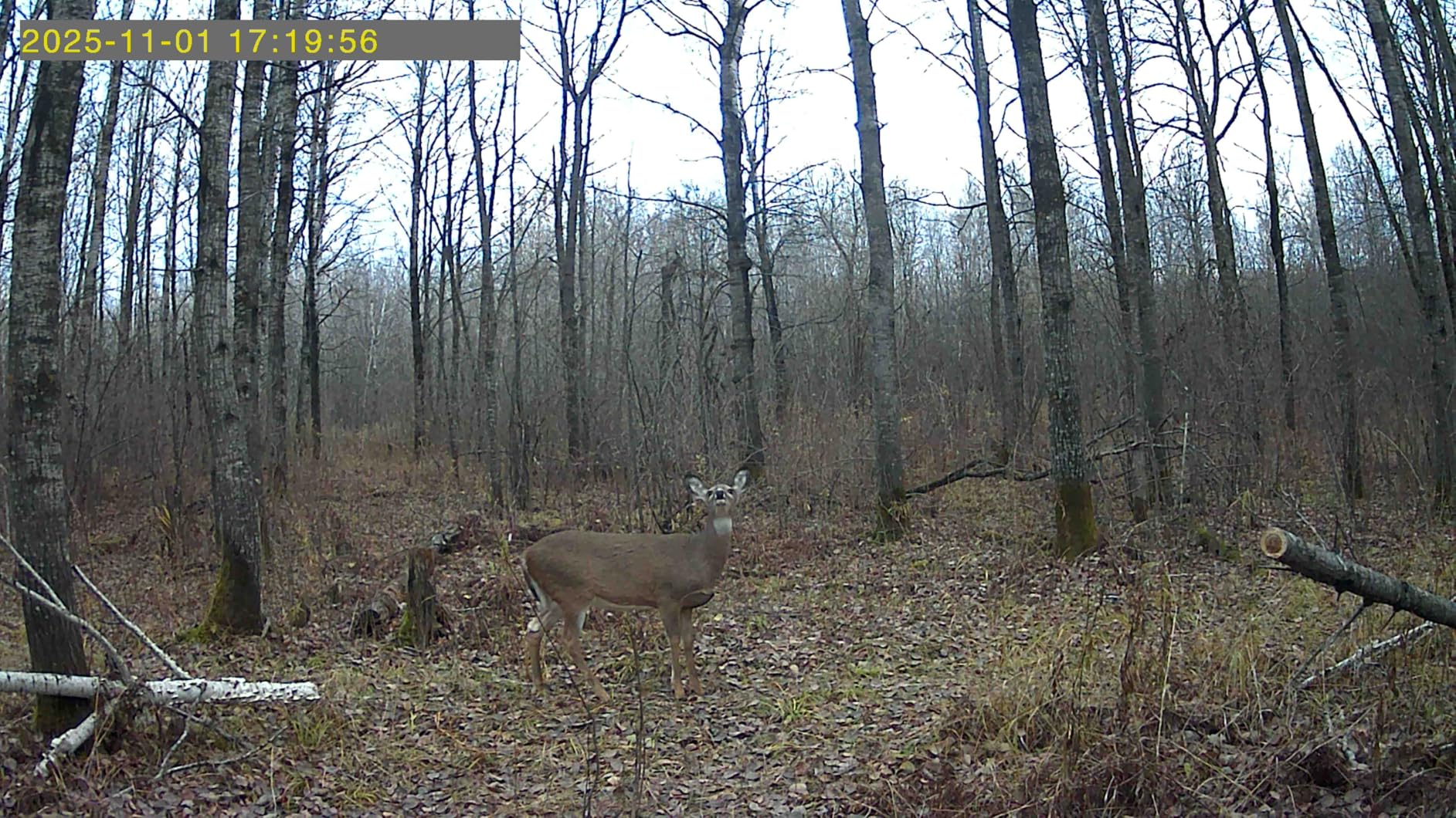 Trail Camera, Cellular Trail Camera with Built-in SIM Card 4G Unlimited Data Plan 2k HD Live Streaming Game Cameras with Night Vision Motion Activated Waterproof IP66 4W Solar Panle Trail Cam - Customer Photo 1