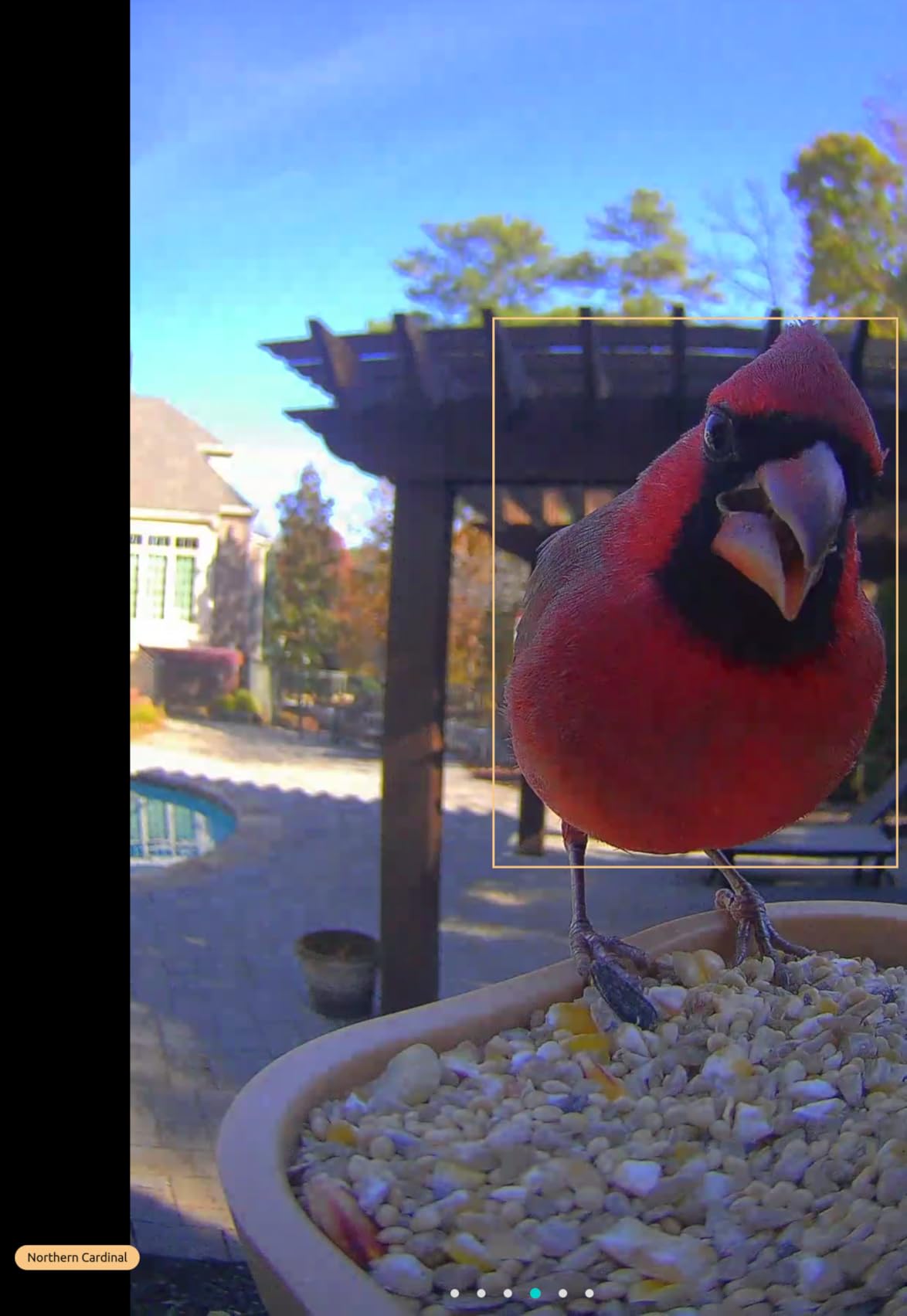 Birdfy Smart Bird Feeder with Camera for Rookie, Camera Bird Feeder Dual Night Vision, AI Recognition IP66 Waterproof for BirdLovers (Lifetime Free AI) - Customer Photo 1