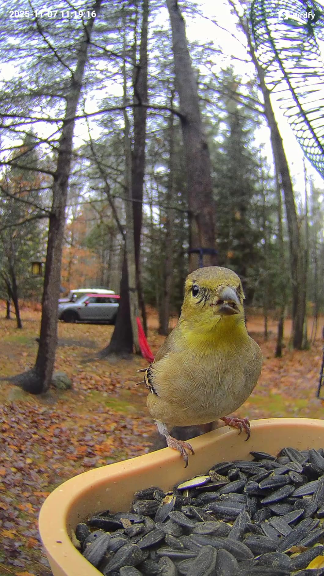 Birdfy Smart Bird Feeder with Camera for Rookie, Camera Bird Feeder Dual Night Vision, AI Recognition IP66 Waterproof for BirdLovers (Lifetime Free AI) - Customer Photo 3