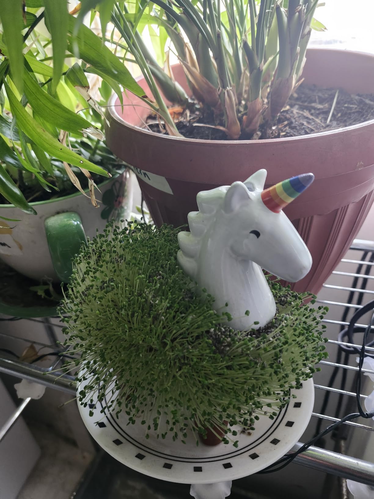 Chia Pet Elephant with Seed Pack, Decorative Pottery Planter, Easy to Do and Fun to Grow, Novelty Gift, Perfect for Any Occasion - Customer Photo 2