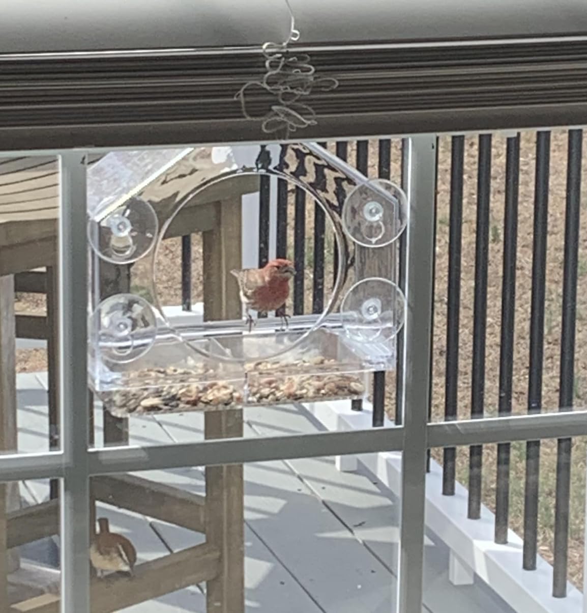 Nature Anywhere Window Bird Feeder - Transparent Acrylic Bird Feeders for Outdoors - Enhanced Suction Grip, Bird Watching for Cats, Easy-to-Clean, Outdoor Birdhouse Feeder (1 Unit) - Customer Photo 1