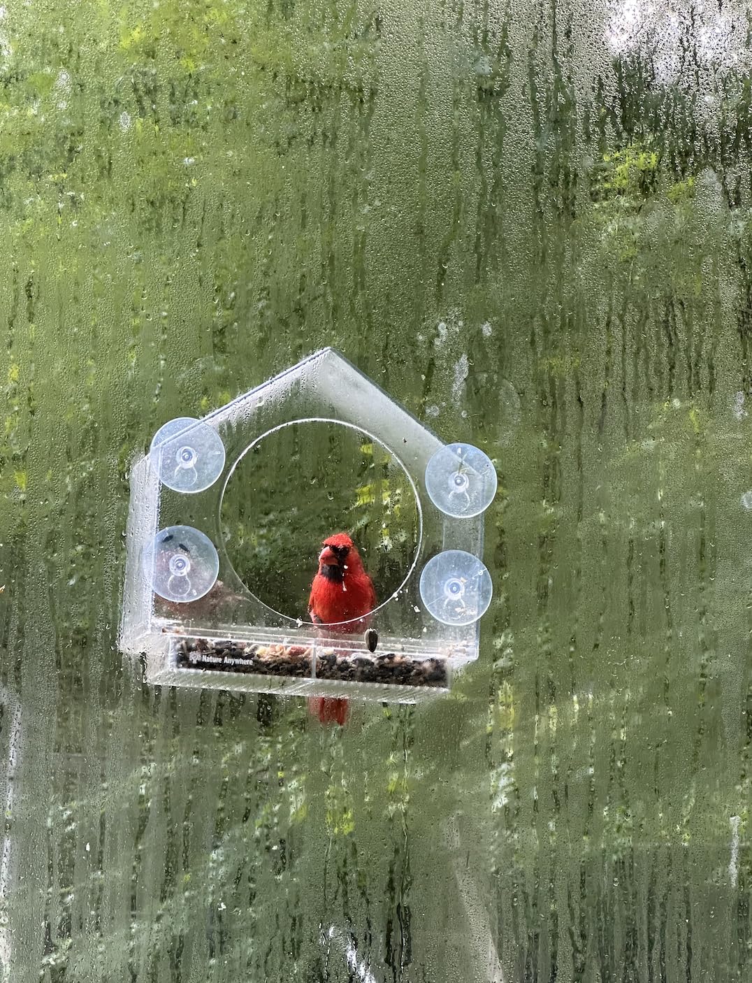 Nature Anywhere Window Bird Feeder - Transparent Acrylic Bird Feeders for Outdoors - Enhanced Suction Grip, Bird Watching for Cats, Easy-to-Clean, Outdoor Birdhouse Feeder (1 Unit) Customer Review Nature Anywhere Window Bird Feeder - Transparent Acrylic Bird Feeders for Outdoors - Enhanced Suction Grip, Bird Watching for Cats, Easy-to-Clean, Outdoor Birdhouse Feeder (1 Unit) - Customer Photo 3