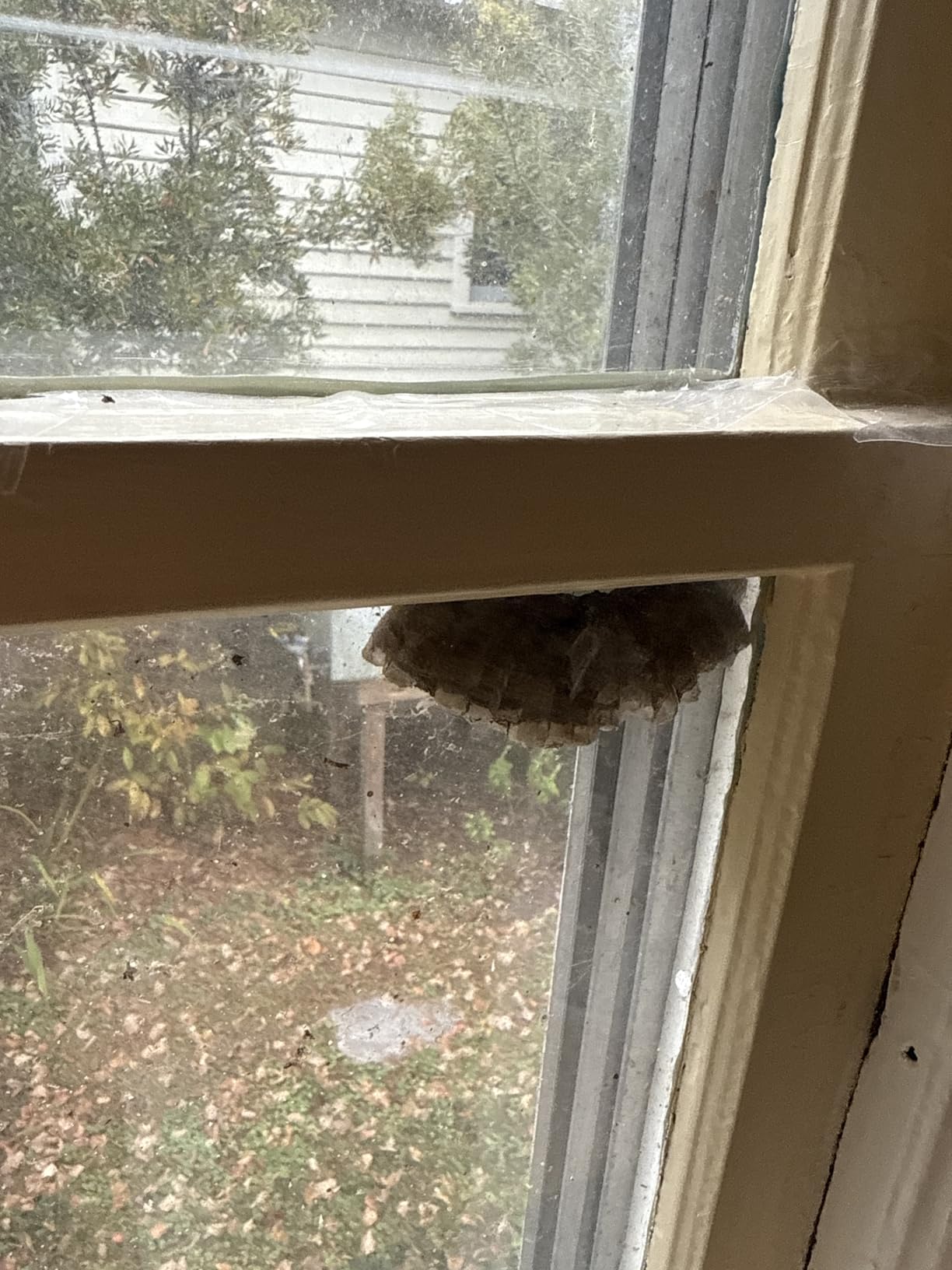 Majestic Pure Essential Oil with Glass Dropper - 100% Pure and Natural - Essential Oils for Diffuser, Aromatherapy, Soap and Candle Making, Lavender Essential Oil, Lavender Oil, 4 Fl Oz - Customer Photo 1