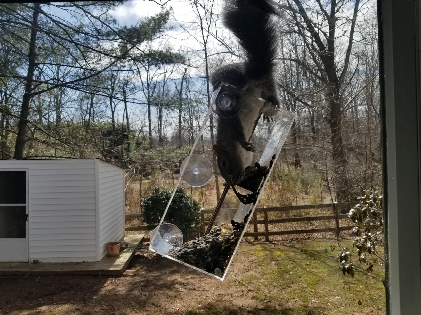 Window Bird Feeder by Nature's Hangout - Award-Winning Transparent Acrylic Bird Feeders for Outdoors, No Assembly, Strongest Suction Cups, Birds Watching for Cats, Easy-to-Clean Birdhouse Feeder - Customer Photo 1