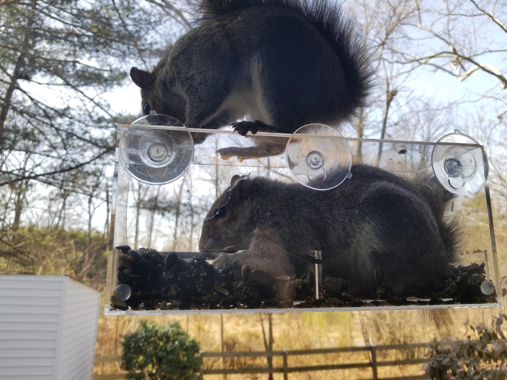 Window Bird Feeder by Nature's Hangout - Award-Winning Transparent Acrylic Bird Feeders for Outdoors, No Assembly, Strongest Suction Cups, Birds Watching for Cats, Easy-to-Clean Birdhouse Feeder - Customer Photo 2