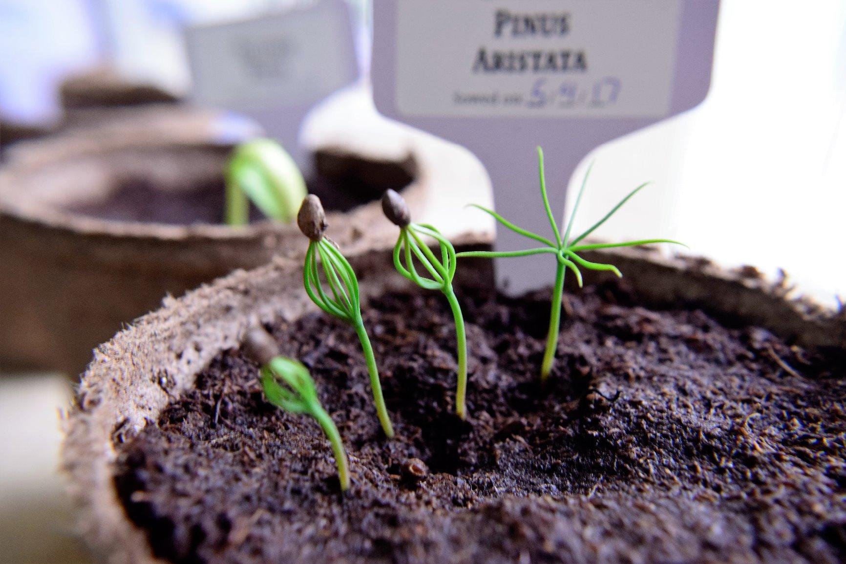 Bonsai Starter Kit - Gardening Easter Gift for Women & Men - Bonsai Tree Growing Garden Crafts Hobby Kits for Adults, Unique DIY Hobbies for Plant Lovers - Unusual Christmas Gifts Ideas Customer Review Bonsai Starter Kit - Gardening Easter Gift for Women & Men - Bonsai Tree Growing Garden Crafts Hobby Kits for Adults, Unique DIY Hobbies for Plant Lovers - Unusual Christmas Gifts Ideas - Customer Photo 1