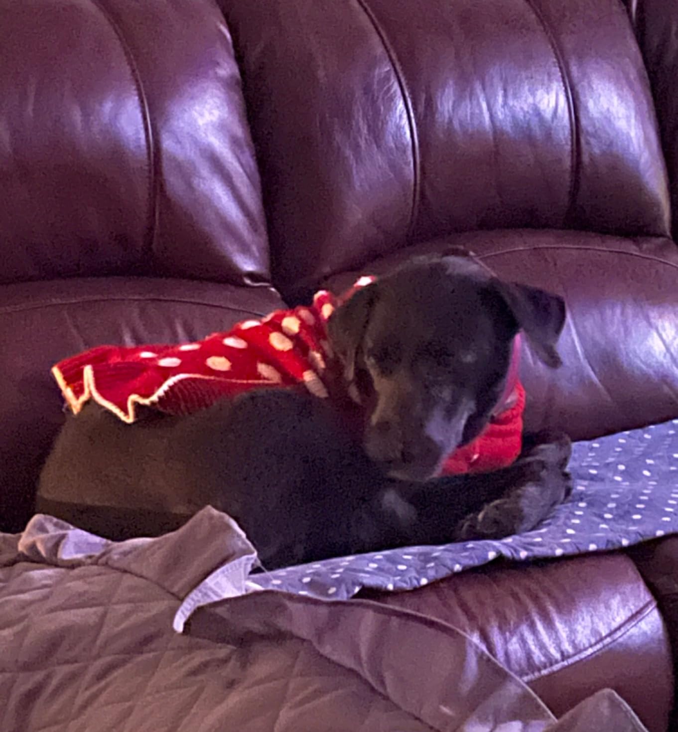 Primitives by Kathy Cotton Dish Towel Set - Dog Design, Kitchen/Bathroom Decor, Tea Towels, 28