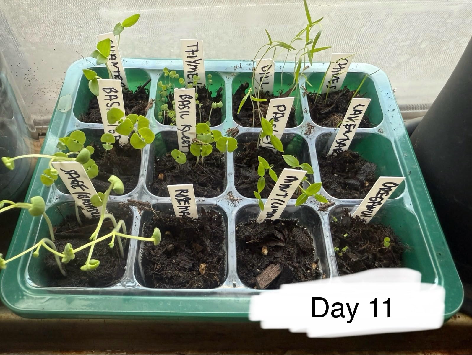 HOME GROWN 15 Culinary Herb Seeds 4,500+ Heirloom 𝗡𝗢𝗡-𝗚𝗠𝗢, 𝗨𝗦𝗔-𝗦𝗢𝗨𝗥𝗖𝗘𝗗 High Germination Rate, for Planting Indoor Hydroponic Outdoor, Gardening Gifts for Women Men, Mothers Day Gifts Customer Review HOME GROWN 15 Culinary Herb Seeds 4,500+ Heirloom 𝗡𝗢𝗡-𝗚𝗠𝗢, 𝗨𝗦𝗔-𝗦𝗢𝗨𝗥𝗖𝗘𝗗 High Germination Rate, for Planting Indoor Hydroponic Outdoor, Gardening Gifts for Women Men, Mothers Day Gifts - Customer Photo 4