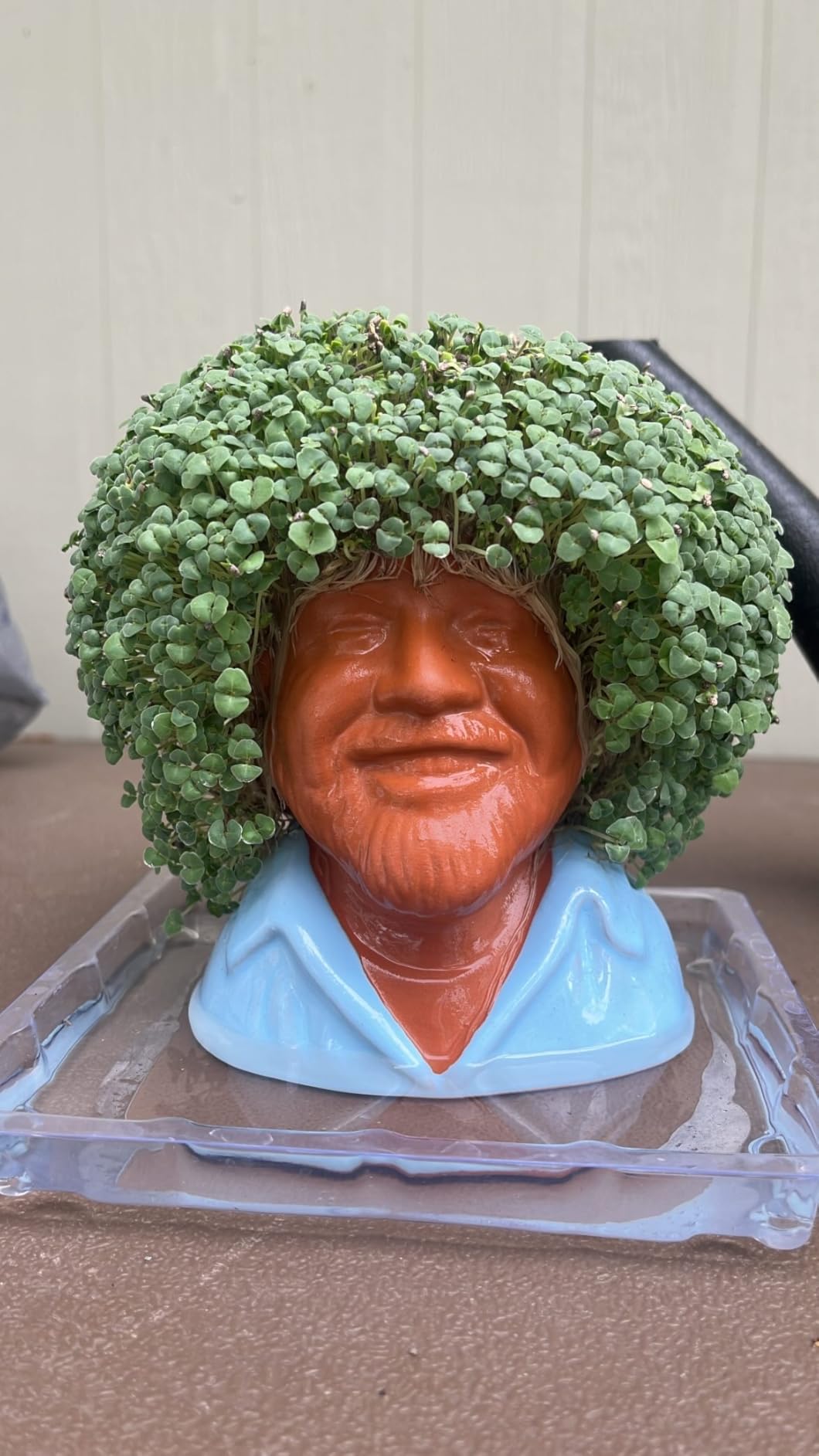 Chia Pet Golden Girls - Sophia with Seed Pack, Decorative Pottery Planter, Easy to Do and Fun to Grow, Novelty Gift, Perfect for Any Occasion - Customer Photo 1