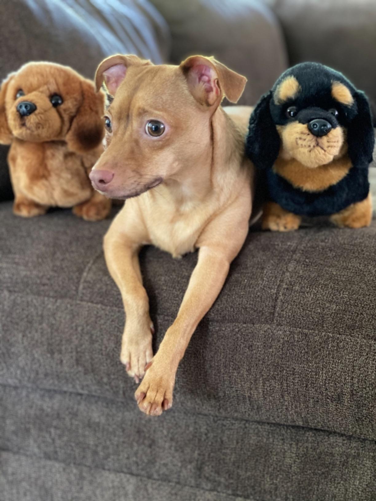 Bearington Harley The Dachshund Stuffed Animal, 13 Inch Weiner Dog Stuffed Animal - Customer Photo 4