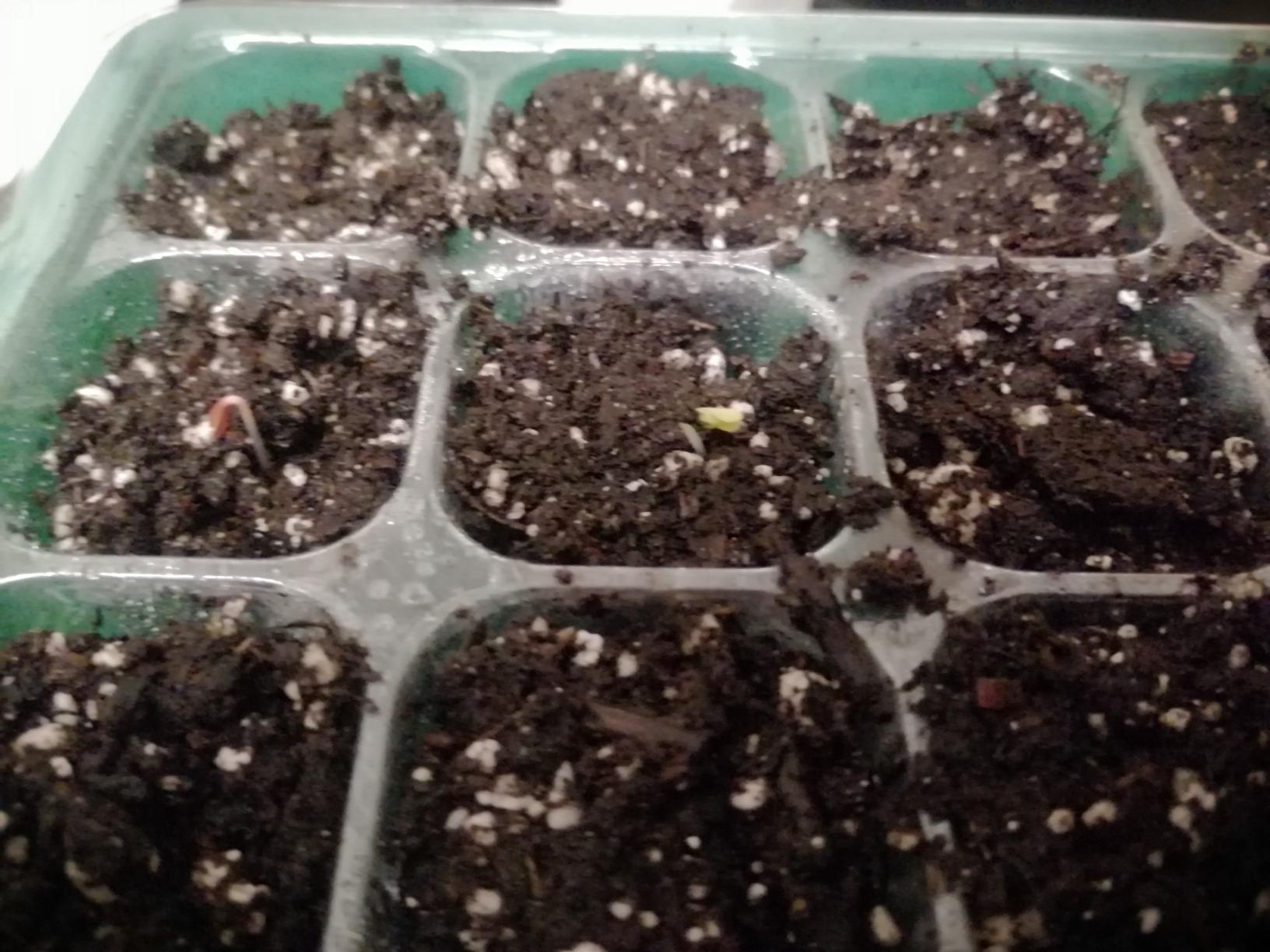 Seed Starter Kit (10 Pack) 12 Cell (120 Total) Seedling Plant Germination Tray for Gardening, Set with: Garden Dome Lids, Base Seed Trays for Soil, Planting Hand Tools, Dibber, Widger, & Plant Tags - Customer Photo 1