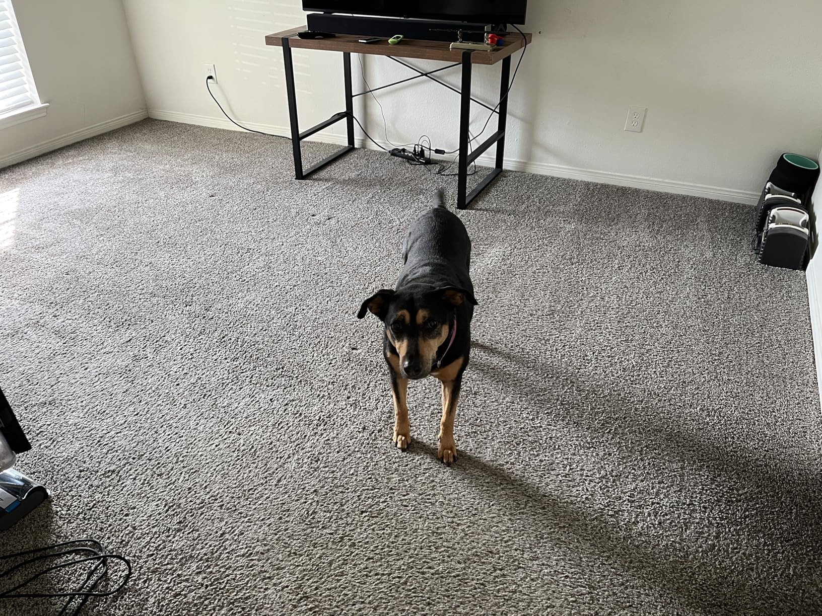 Shark Cordless Vacuum Cleaner, HEPA Filter, Lightweight, Portable, Rechargeable, Pet Hair Pickup, Removable Handheld, Crevice, Upholstery & Dusting Brush Included, 40-min runtime, Red, IZ362H - Customer Photo 1