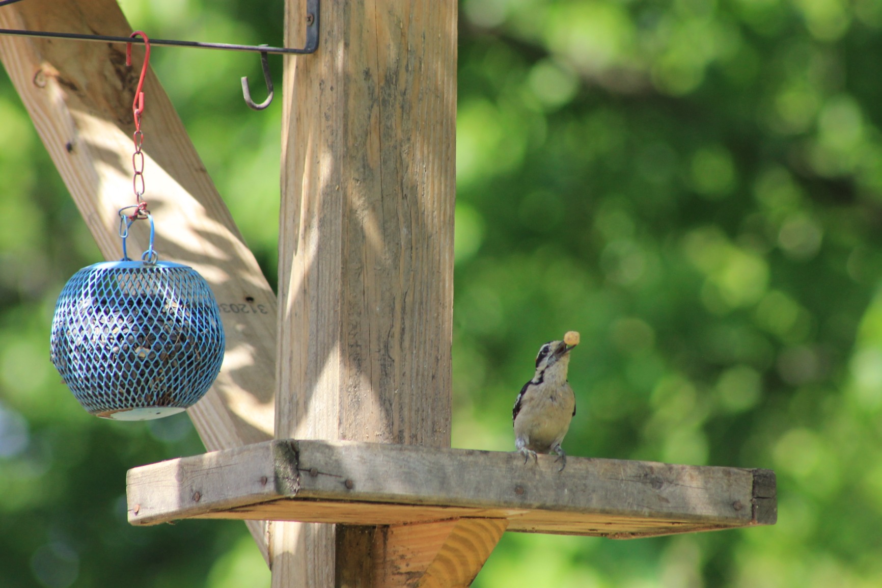 GARDEN GURU Professional Ratchet Pruning Shears Clippers – 4X Cutting Power – Ratcheting Garden Anvil Pruners Scissors - Ergonomic Grip - Makes Tough Cuts Easy - Great for Seniors & Arthritic Hands - Customer Photo 1