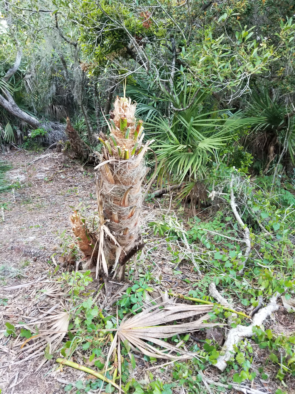 GARDEN GURU Professional Ratchet Pruning Shears Clippers – 4X Cutting Power – Ratcheting Garden Anvil Pruners Scissors - Ergonomic Grip - Makes Tough Cuts Easy - Great for Seniors & Arthritic Hands - Customer Photo 2