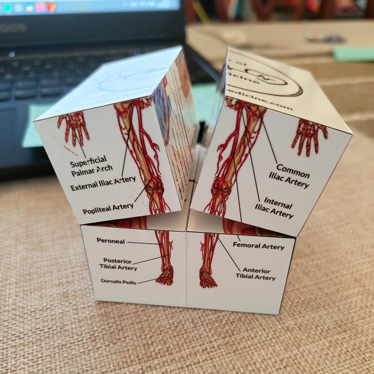Human Anatomy Study Cube | Study 9 Parts of The Human Body | Perfect Anatomy Revision Guide | Addictive Anatomy Model Cube | Great Gift for Nurse, Dentist, Medical Students - Customer Photo 2