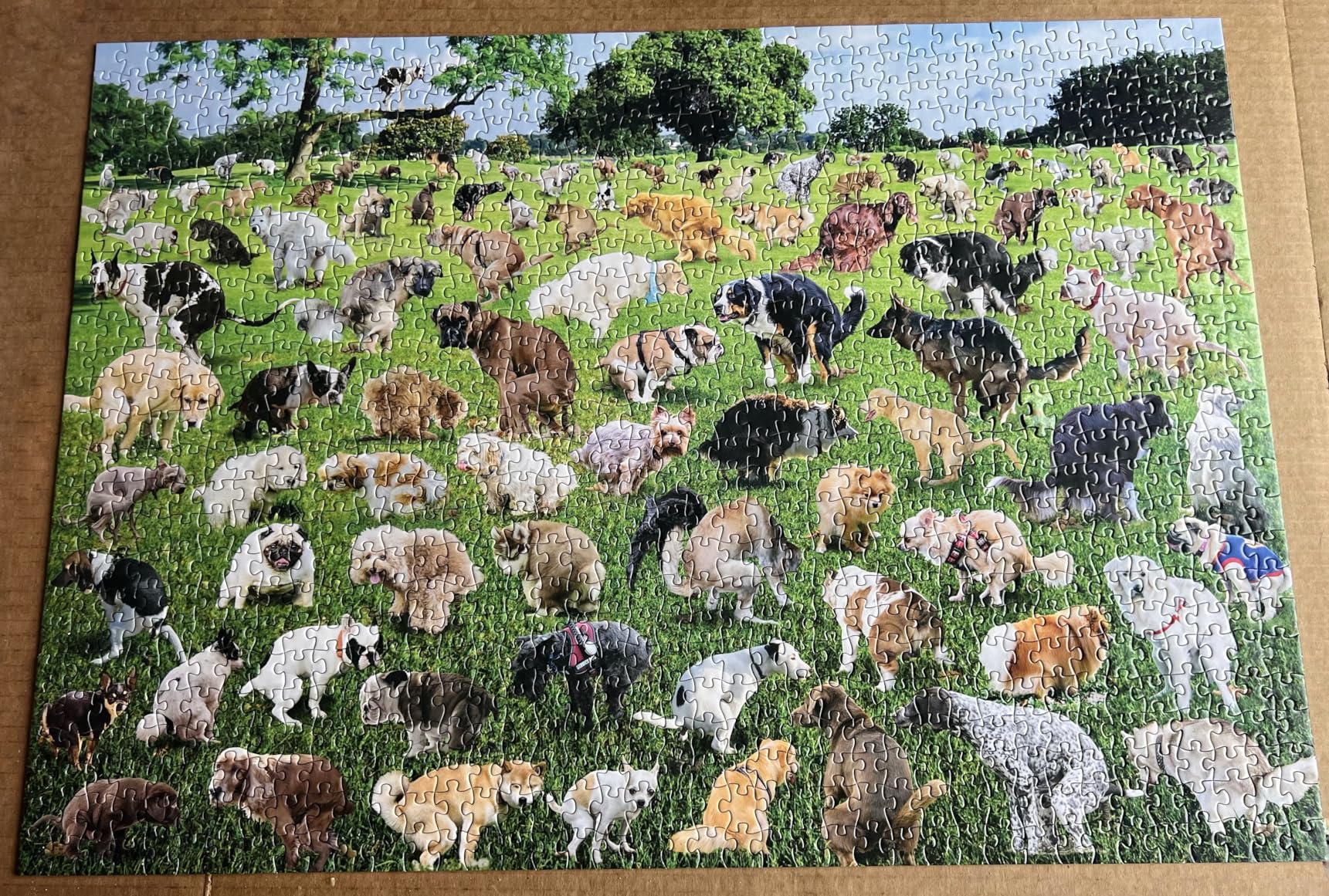 Funwares Original 101 Puppies Puzzle – 1000-Piece Hilarious Dog Jigsaw – Funny Gift for Dog Lovers, White Elephant, and Pet Lovers with a Sense of Humor - Customer Photo 2