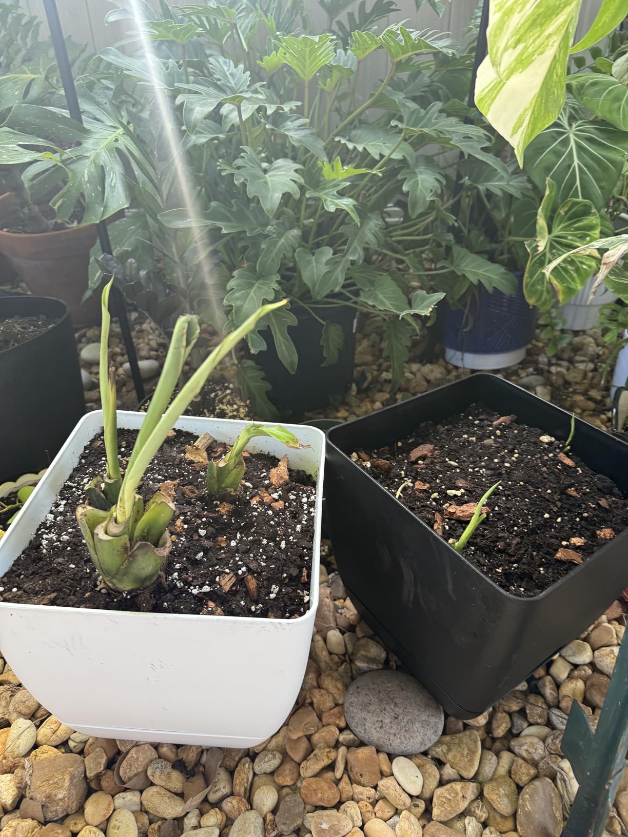 Gardening Tools 9-Piece Heavy Duty Garden Hand Tools with Fashion and Durable Garden Tools Organizer Handbag, Rust-Proof Garden Tool Set, Ideal Gardening Gifts for Women - Customer Photo 2