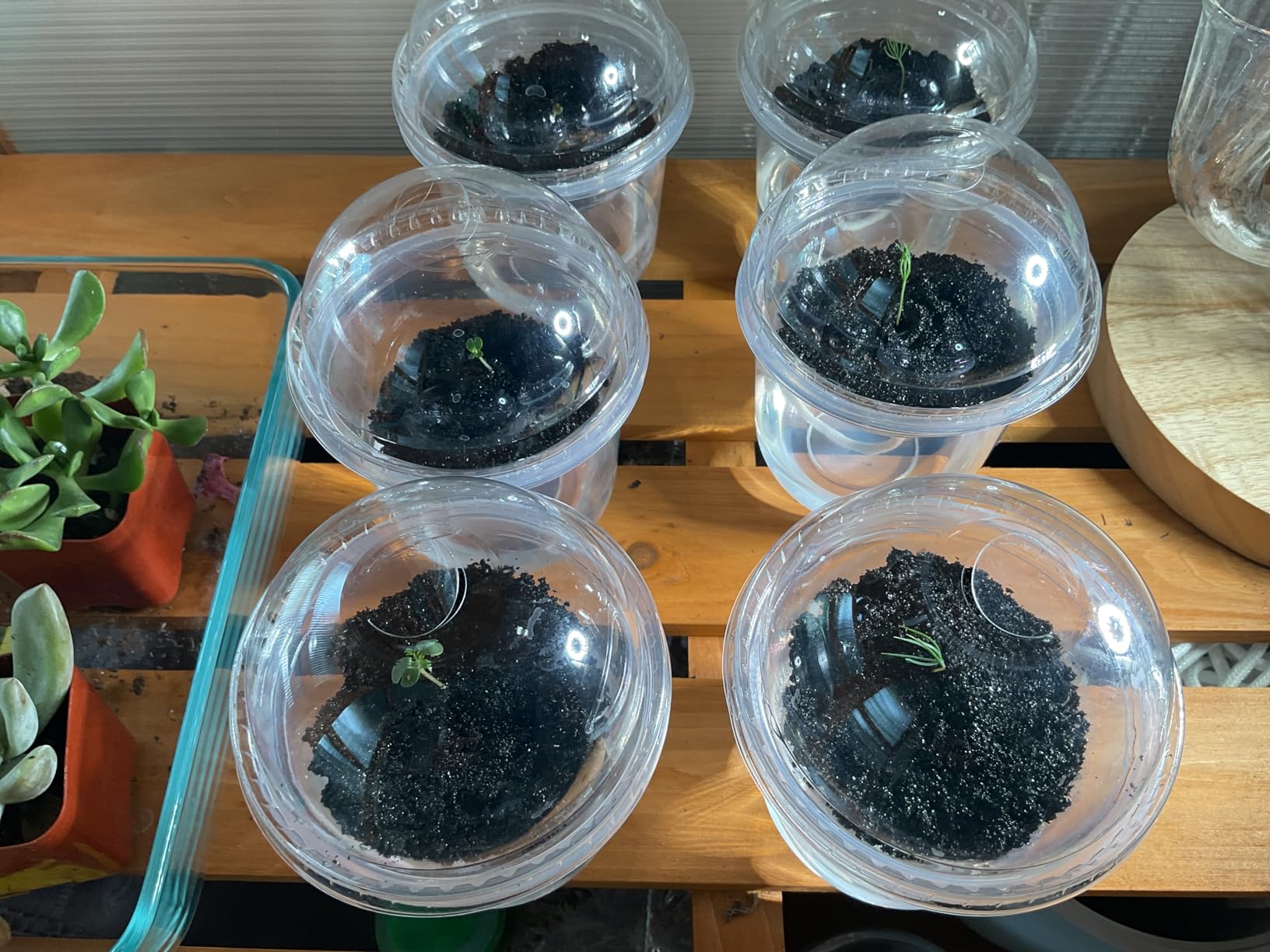 Garden Republic Bonsai Tree Kit - Grow 3 Mini Bonsai Trees, Indoor Plant Growing - Starter Kit with Seeds, Soil, Planters & Shears, Gardening Gifts for Women, Fathers Day Gardening Gifts - Customer Photo 1