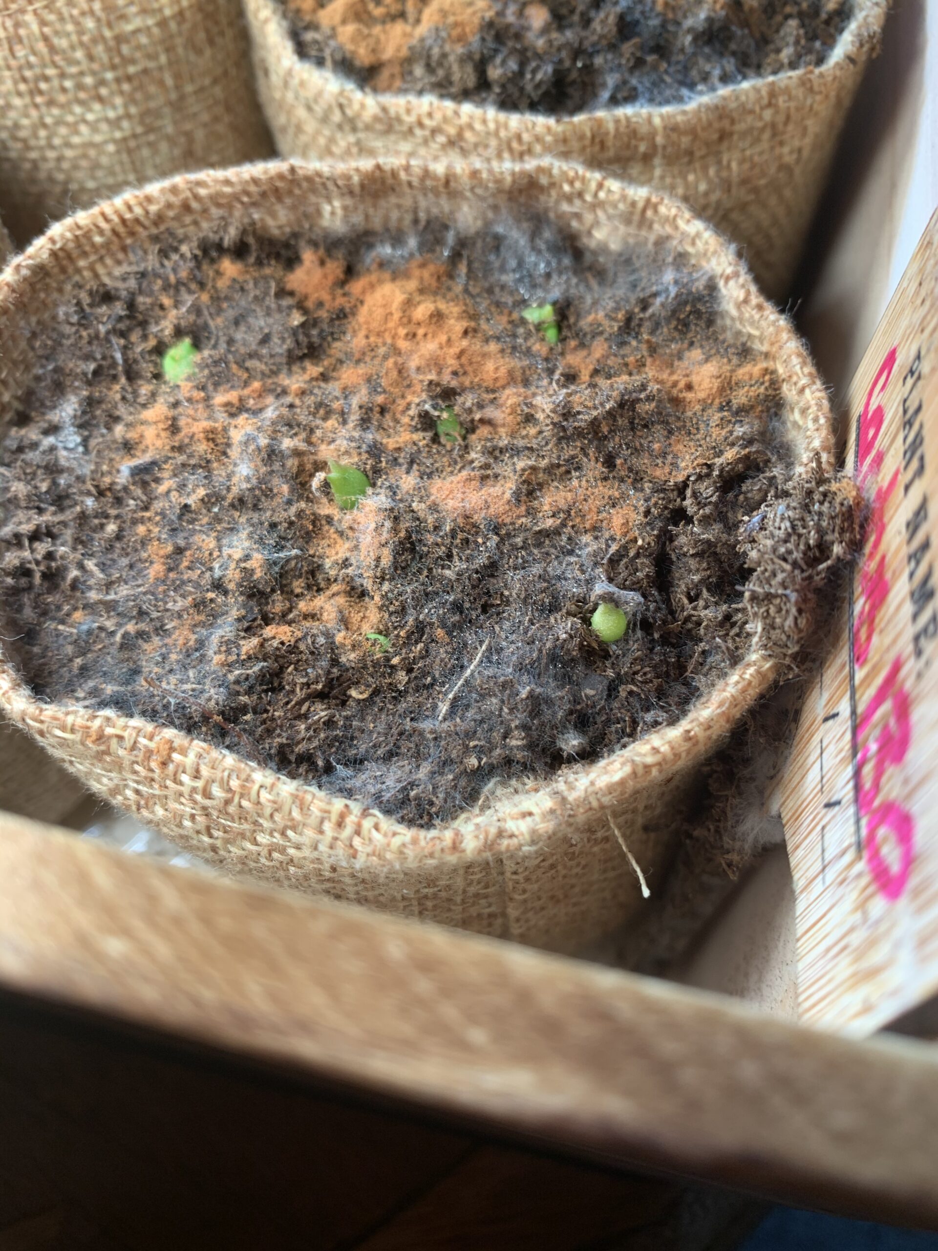 Garden Republic Bonsai Tree Kit - Grow 3 Mini Bonsai Trees, Indoor Plant Growing Kit - Bonsai Starter Kit with Bonsai Seeds, Soil, Planters & Shears, Gardening Gifts for Women, Fathers Day Gardening Gifts - Customer Photo 3