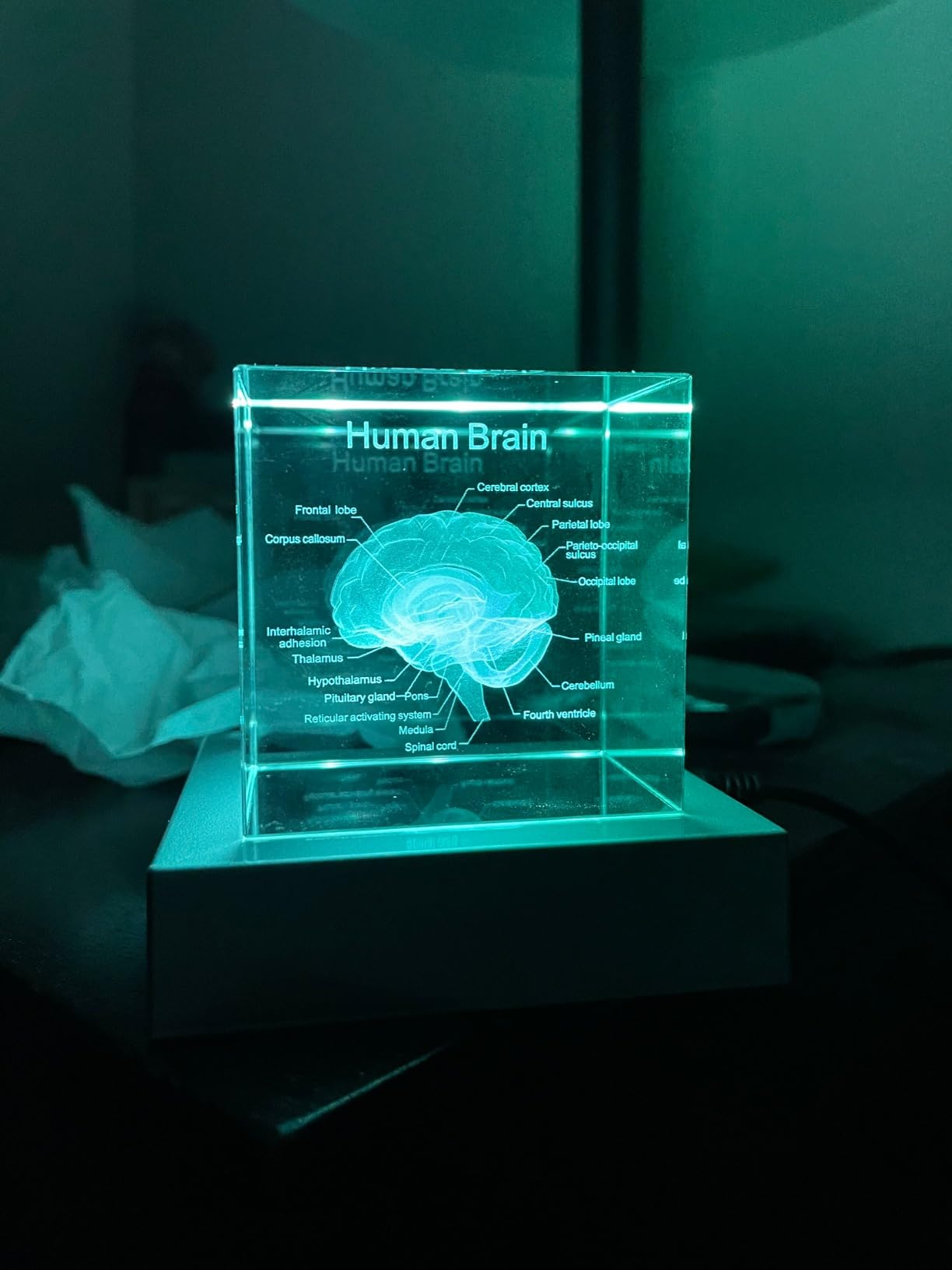 Movdyka 3D Human Brain Anatomy Model Doctor Psychology Graduation Gifts for Him Her, 3D Laser Etched Crystal Cube Brain Figure Paperweight Science Biology Gift with Colorful LED Base - Customer Photo 1