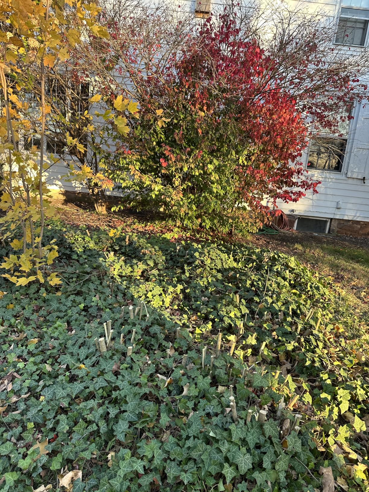 Tietoc Chainsaw 6 Inch Mini Electric Chainsaw Cordless Battery Powered, Hand Held Saw for Wood/Trees Trimming, Sawzall for Household and Garden, Stocking Stuffers Gift for Men Dad Husband Gadget 2025 - Customer Photo 2