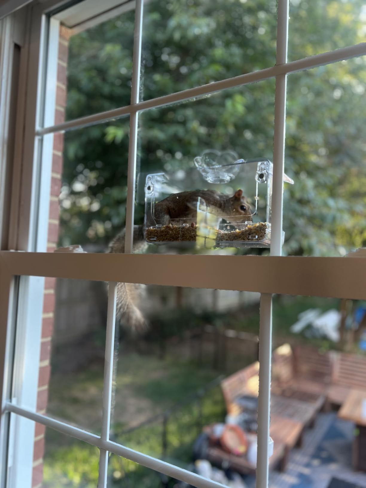 Window Bird Feeder with Non-Marking Self-Adhesive Hooks, Clear and Transparent, Outdoor Wild Bird Watching Gift, Garden Decor (Standard) Customer Review Window Bird Feeder with Non-Marking Self-Adhesive Hooks, Clear and Transparent, Outdoor Wild Bird Watching Gift, Garden Decor (Standard) - Customer Photo 2