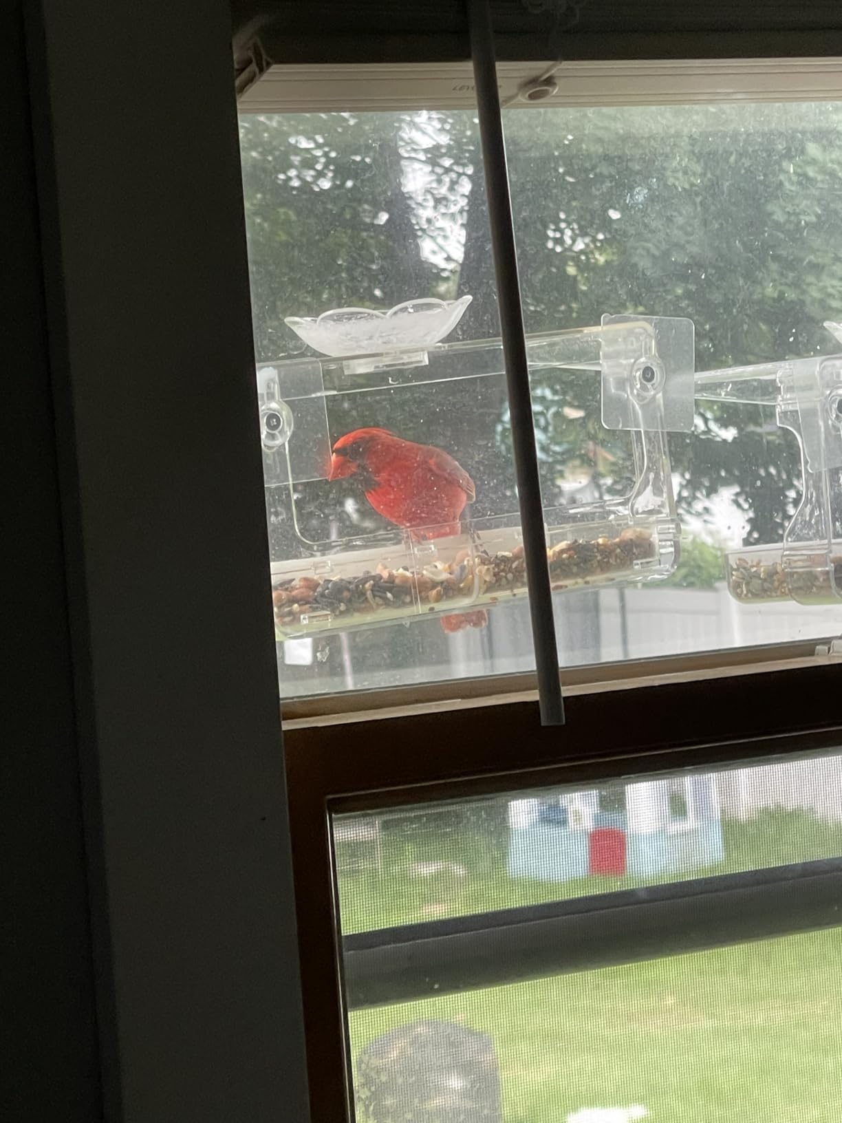 Window Bird Feeder with Non-Marking Self-Adhesive Hooks, Clear and Transparent, Outdoor Wild Bird Watching Gift, Garden Decor (Standard) Customer Review Window Bird Feeder with Non-Marking Self-Adhesive Hooks, Clear and Transparent, Outdoor Wild Bird Watching Gift, Garden Decor (Standard) - Customer Photo 4