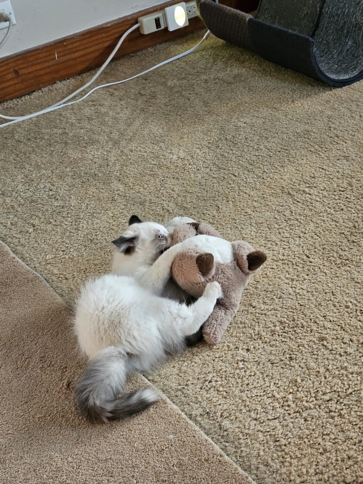 Cute Otter Plush Soft Plushie Toy Stuffed Animal Birthday Gift for Kids Children Girls Boys 9.8 Inch Sea Otter Stuffed Animals - Customer Photo 2