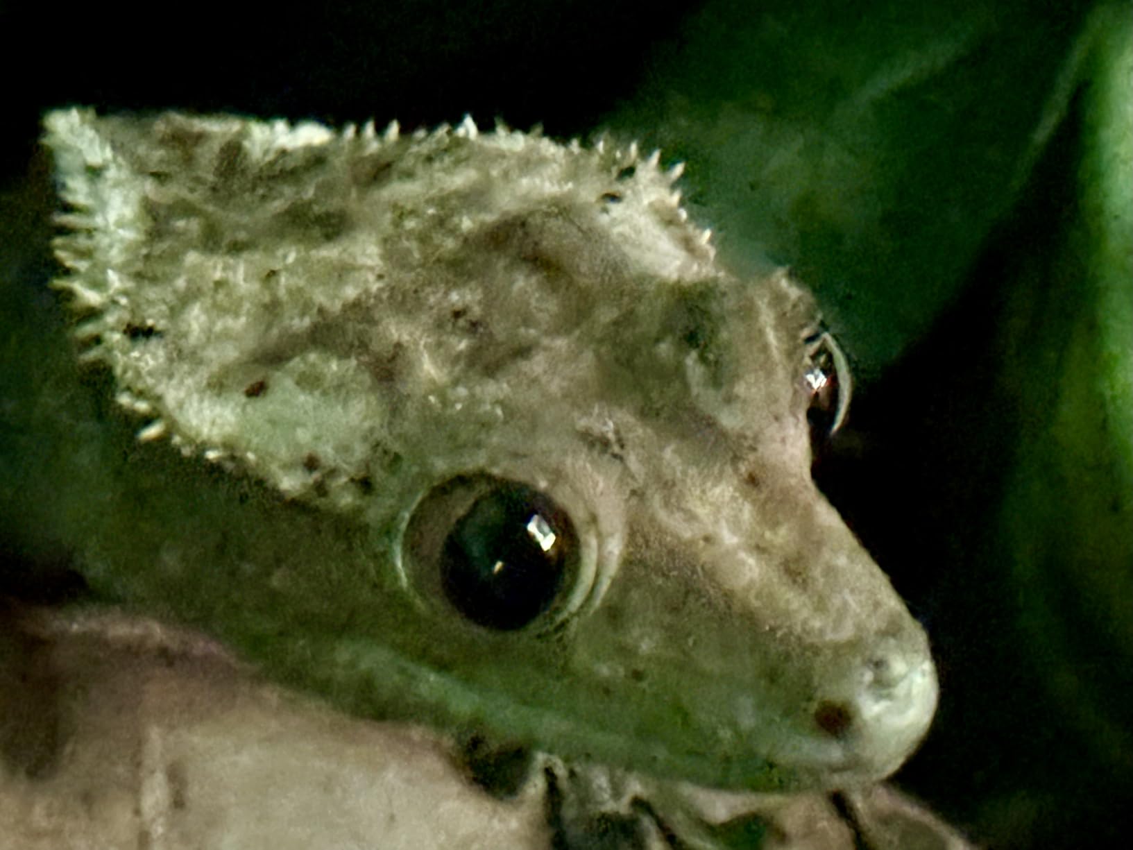 Bunny Lamp,Big Face Rabbit Night Light for Kids, Cute Easter Bunny Gifts, Kawaii Nursery Bedroom Decor, Rechargeable Silicone LED Squishy Night Light - Customer Photo 2