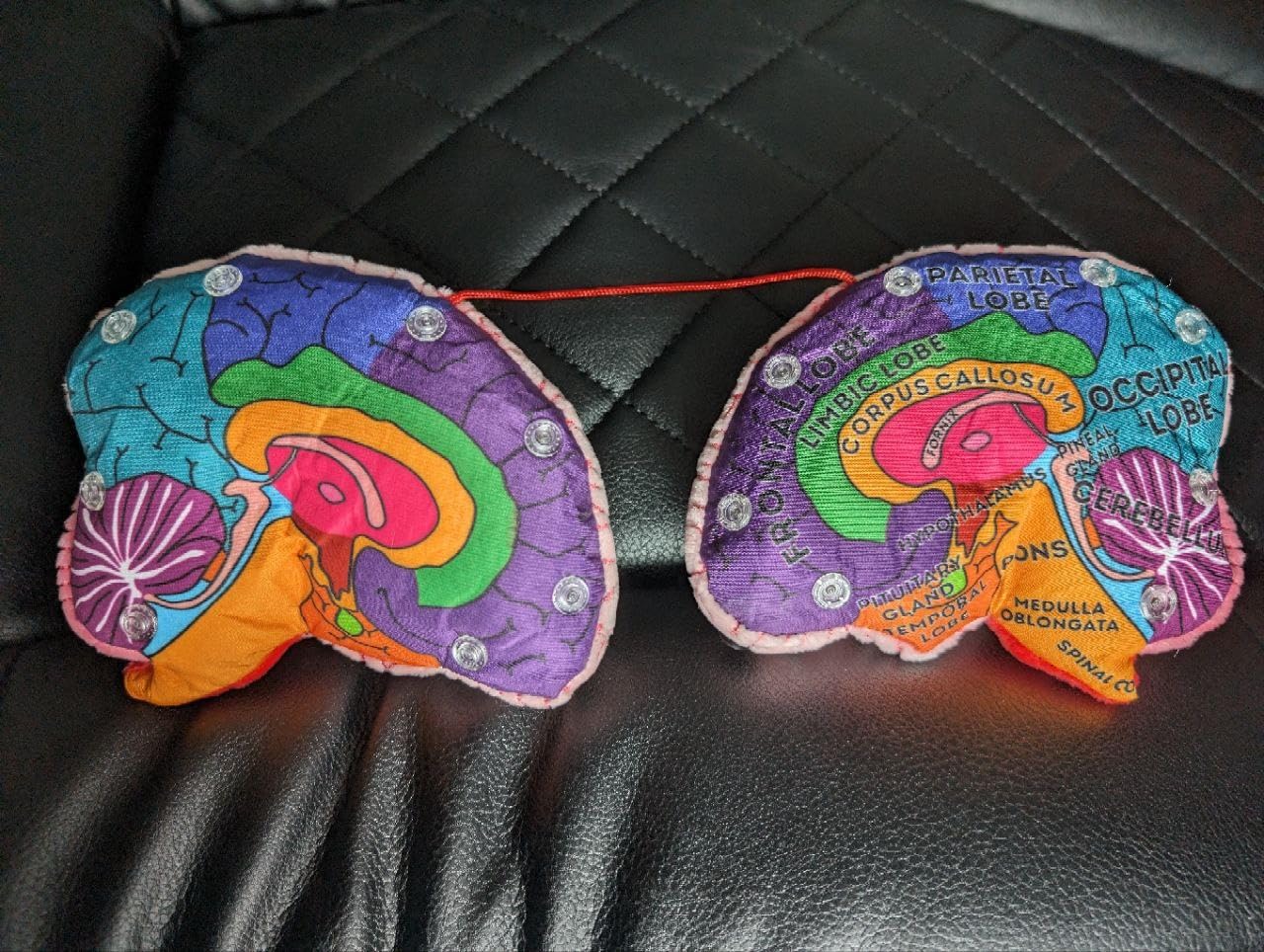 GIANTmicrobes Brain Model, Human Brain Anatomy Model, Brain Model for Kids, Brain Model for Neuroscience, Brain Model for Teaching, Brain Model for Psychology, 3D Brain Model, Brain Anatomy Toy - Customer Photo 1