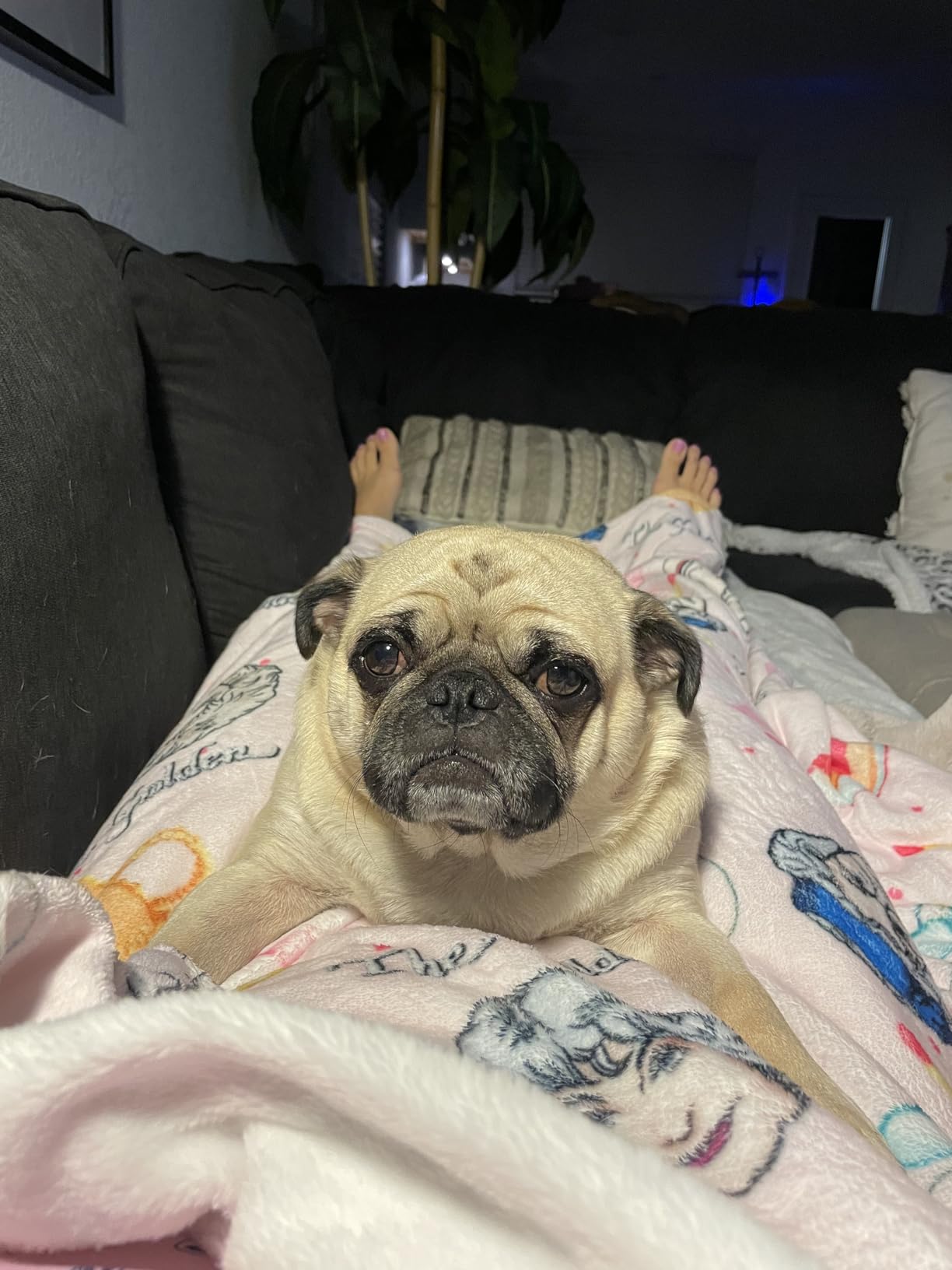 Golden Girls Blanket Gifts 60x50 Throw Blanket Lightweight Golden Girls Merchandise for Couch Bed Sofa Car - Customer Photo 2