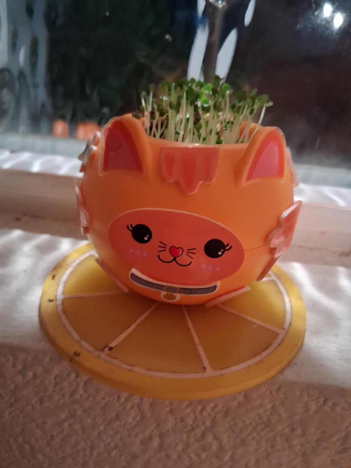Creativity for Kids Plant-A-Pet: Kitty - Arts and Crafts for Kids, Gifts for Girls and Holiday Stocking Stuffers for Kids, Boy and Girl Toys, Chia Seed Plant Pet (Ages 6+) - Customer Photo 1