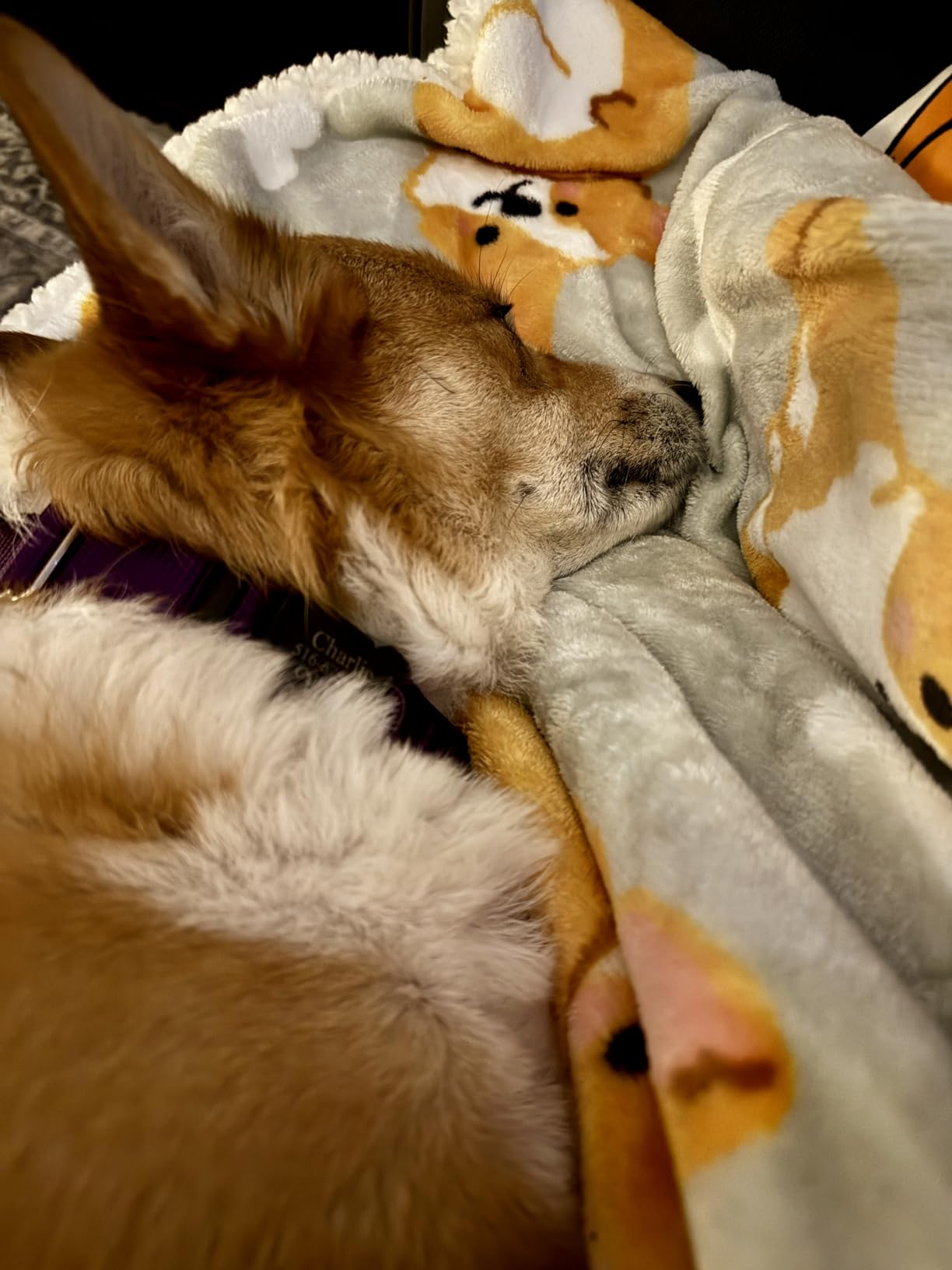 Bedsure Gentlesoft Corgi Blanket for Dog Lovers, Thick Warm Sherpa Throw Corgi Gifts for Women, Men, Kids, Teen Girls Boys, Teenage, Grandkids, Christmas Decor Winter Blanket with Dogs on it, 50 Bedsure Gentlesoft Corgi Blanket for Dog Lovers, Thick Warm Sherpa Throw Corgi Gifts for Women, Men, Kids, Teen Girls Boys, Teenage, Grandkids, Christmas Decor Winter Blanket with Dogs on it, 50